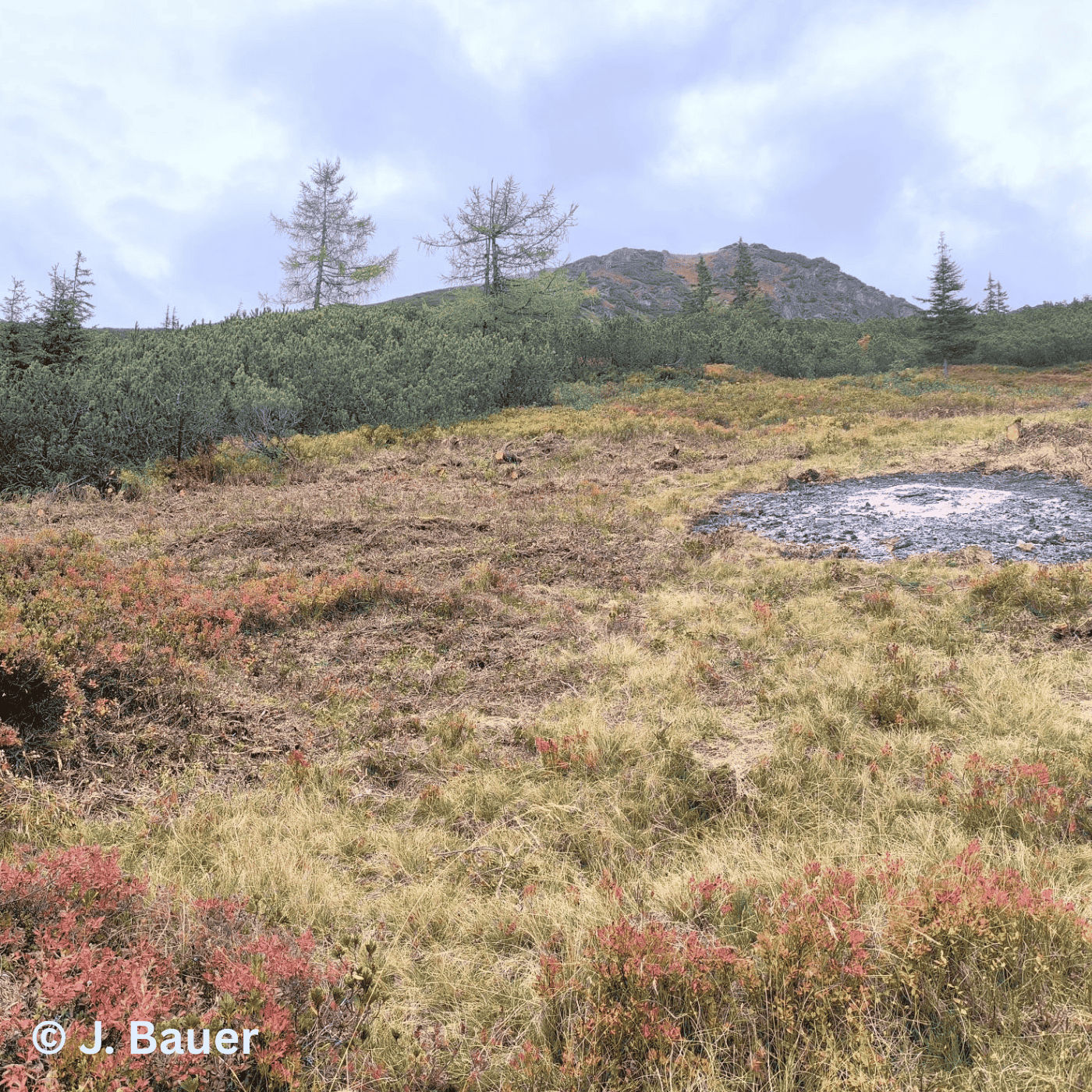 Folge 156: Almmosaik: Wie Natur und Landwirtschaft gemeinsam Zukunft schaffen