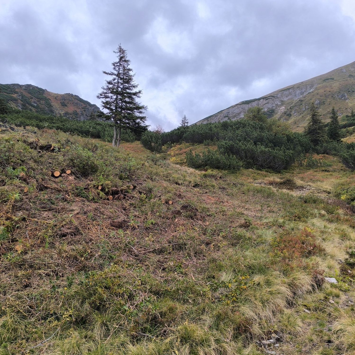 Folge 156: Almmosaik: Wie Natur und Landwirtschaft gemeinsam Zukunft schaffen