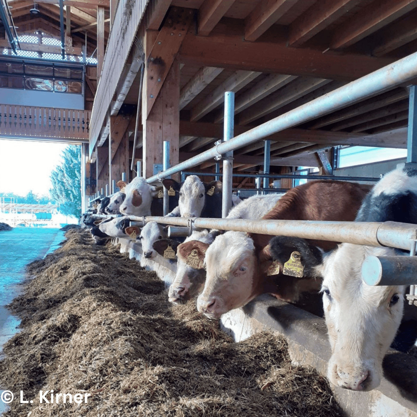 Folge 158: Tierhaltung im Wandel: Zwischen guten Preisen und großer Unsicherheit