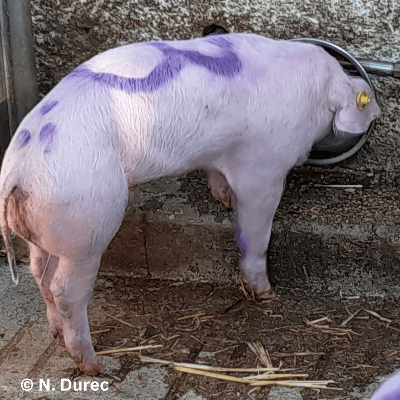 Folge 159: Absetzdurchfall: (K)Ein Ende in Sicht?! Neue Ansätze für ein altbekanntes Problem