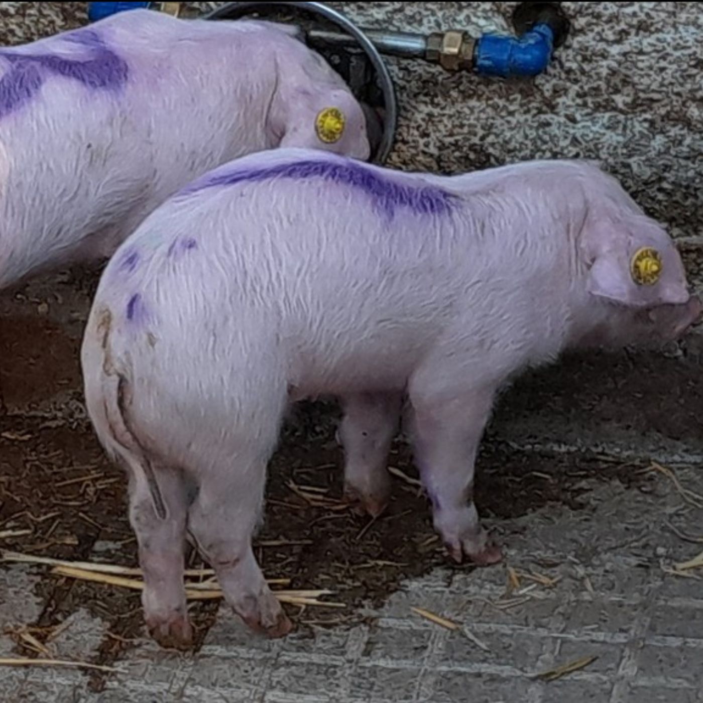 Folge 159: Absetzdurchfall: (K)Ein Ende in Sicht?! Neue Ansätze für ein altbekanntes Problem