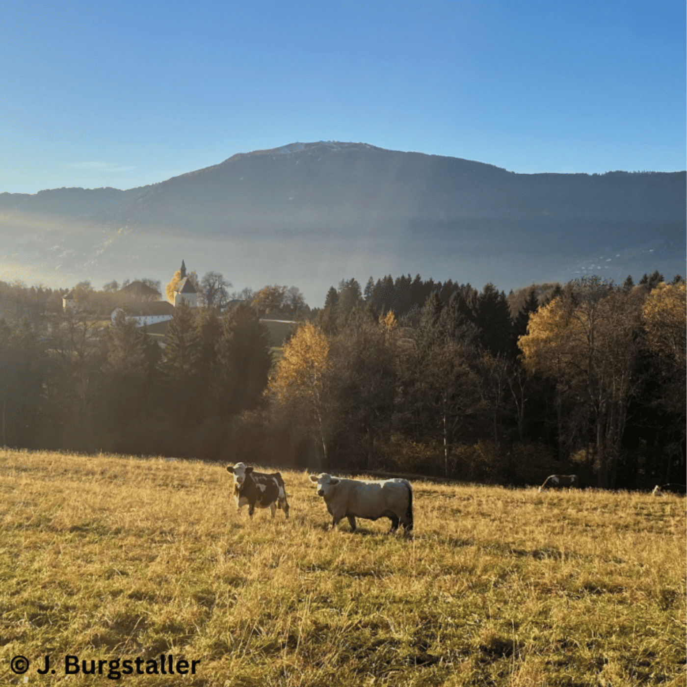 Folge 166: Mutterkuh-Absetzer – was über Leistung und Erlös entscheidet