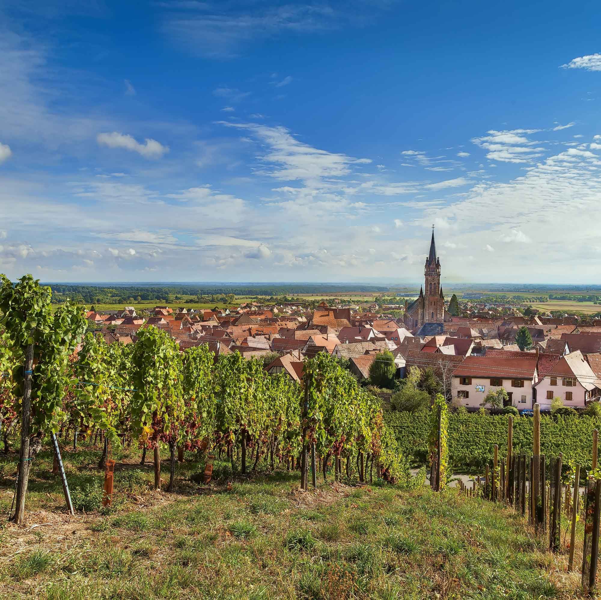 Folge 68 - Wein in der Krise - Unkonventionelle Wege einer Winzerin aus dem Elsass