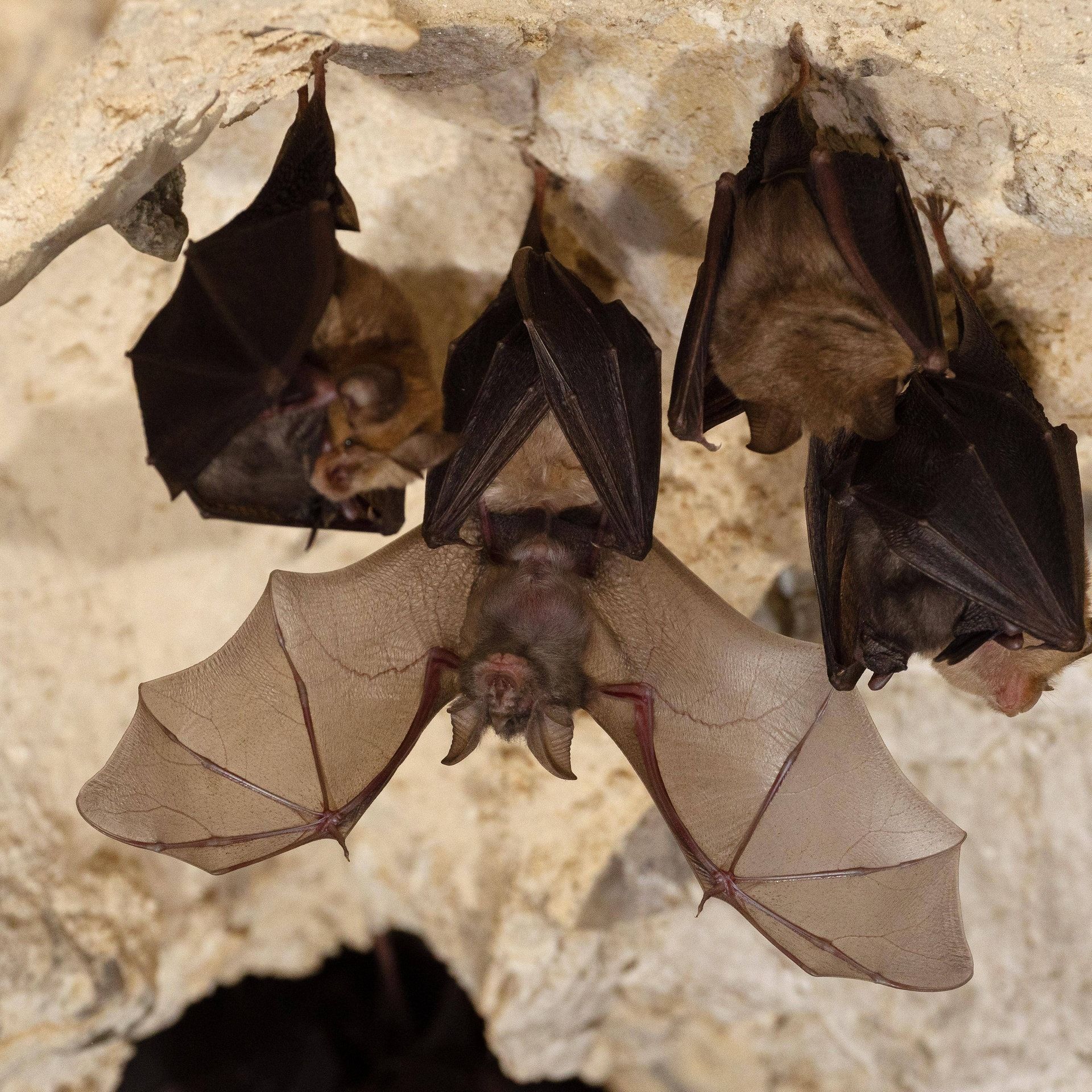 Forschungsgeld für die Kleine Hufeisennase – die wohl berühmteste Fledermausart Deutschlands