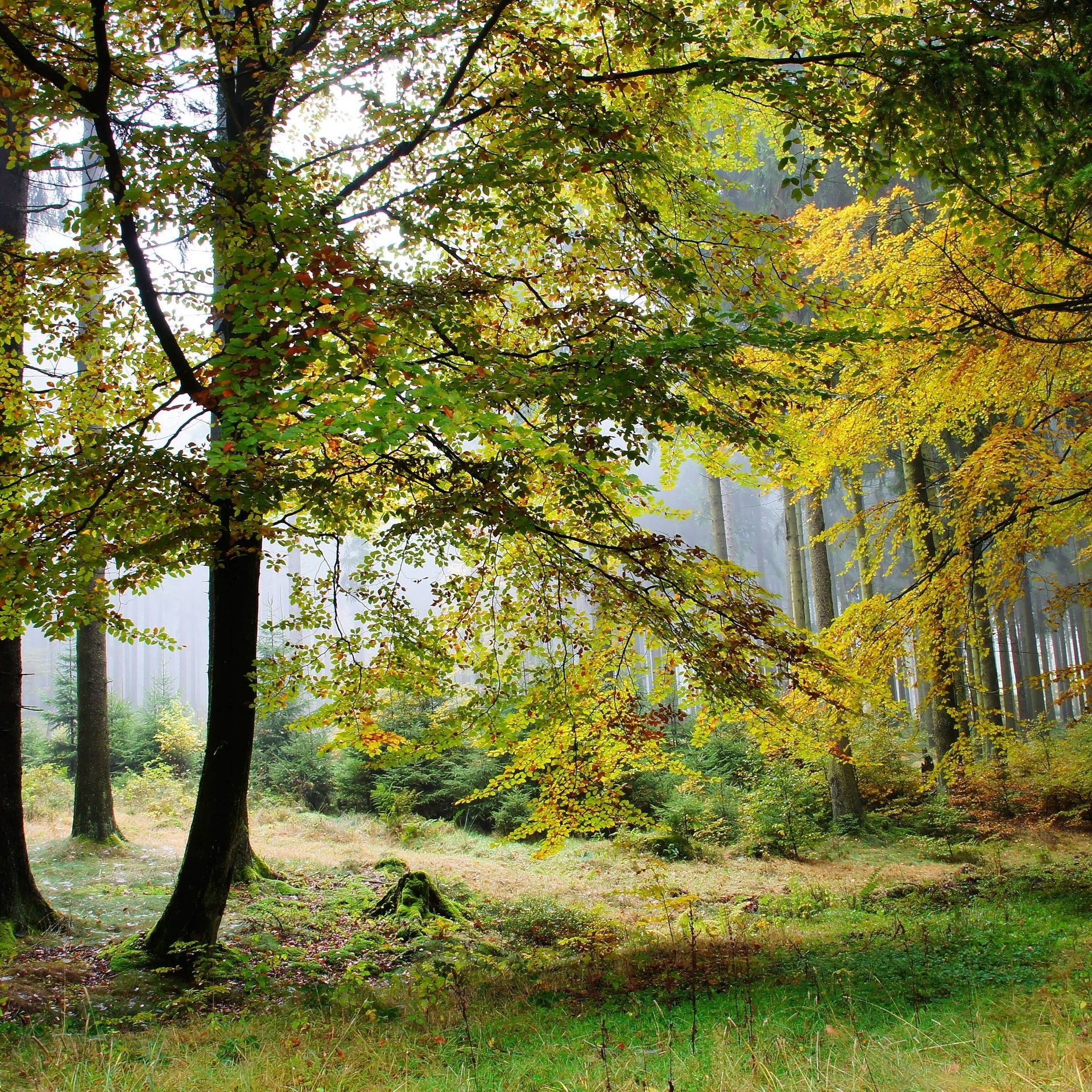 Forschungsprojekt Klimawald: Wie sehen die Wälder im Südwesten im Jahr 2100 aus?
