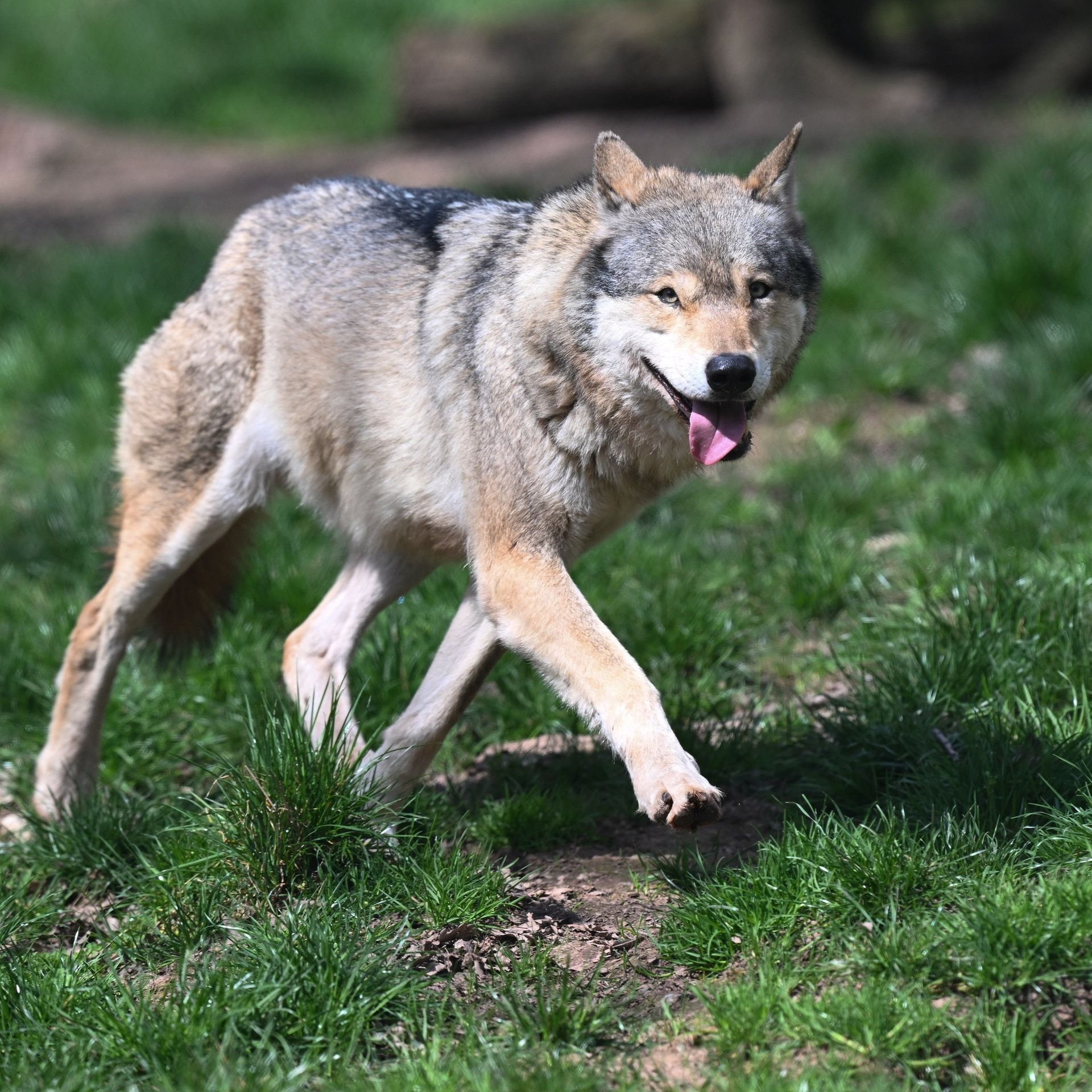 Frei zum Abschuss – Wieviel Wolf darf sein?