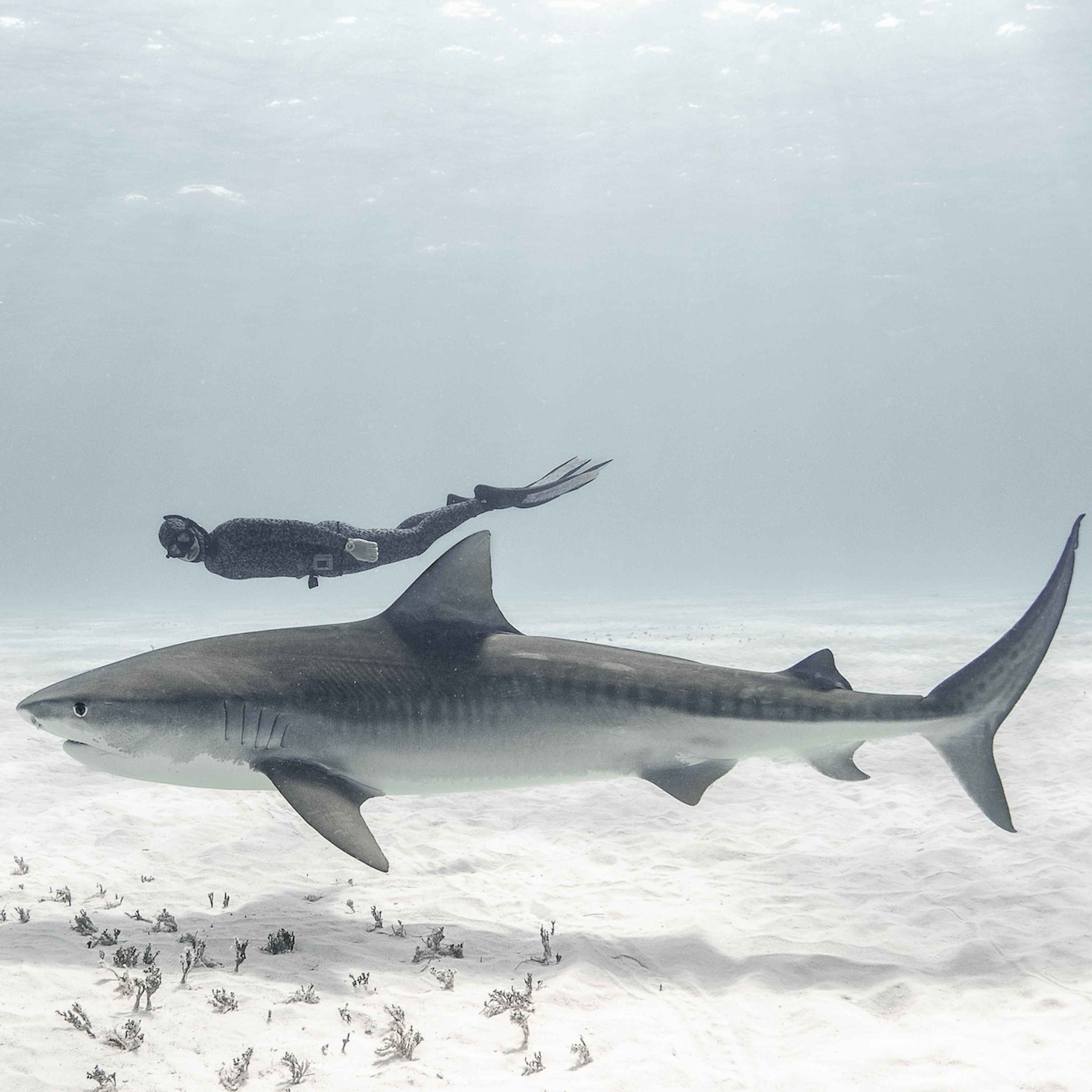 Freitauchen mit Haien – Lukas Müller über Haiforschung, Risiko und Respekt | WW423