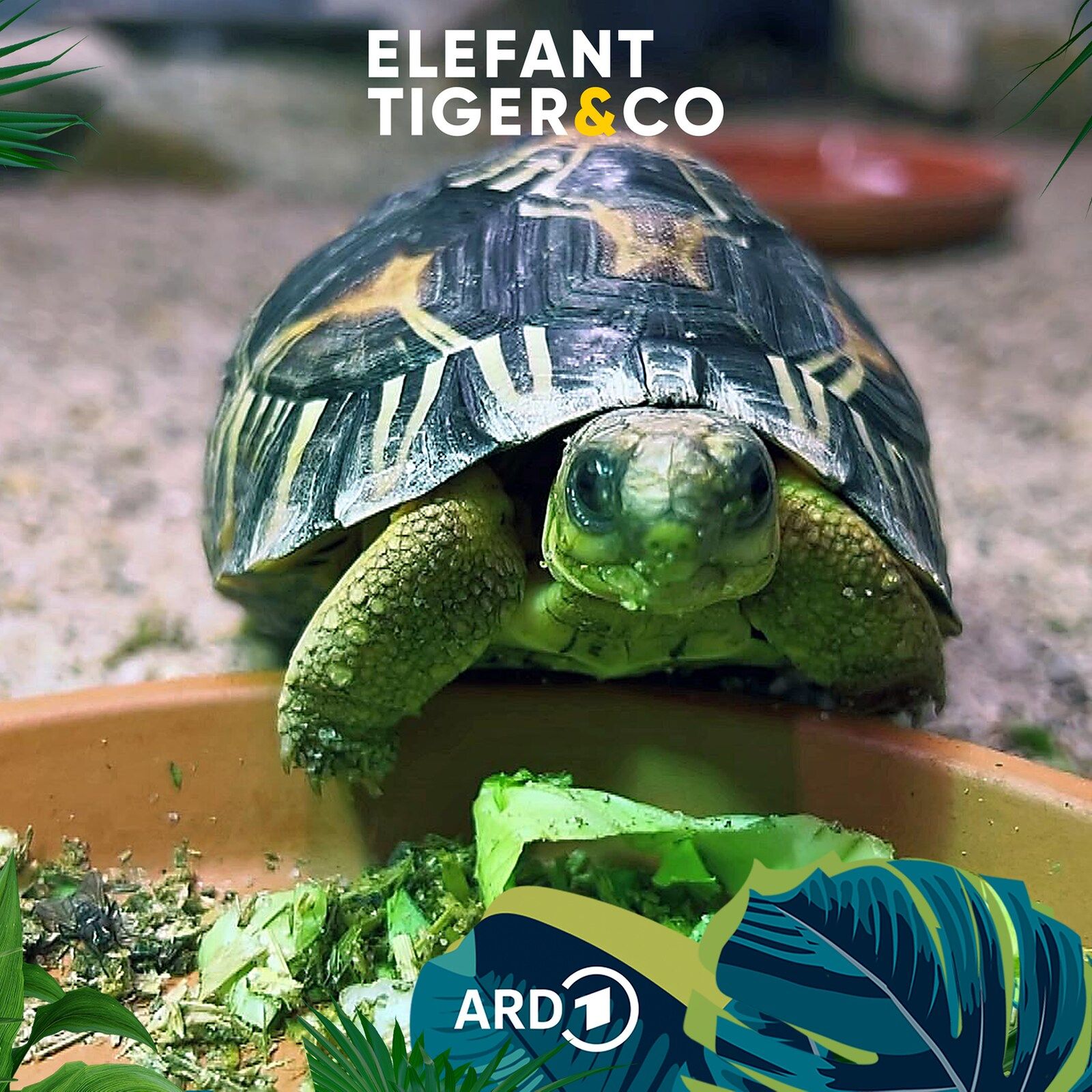 Friedliche Panzer - die Strahlenschildkröte