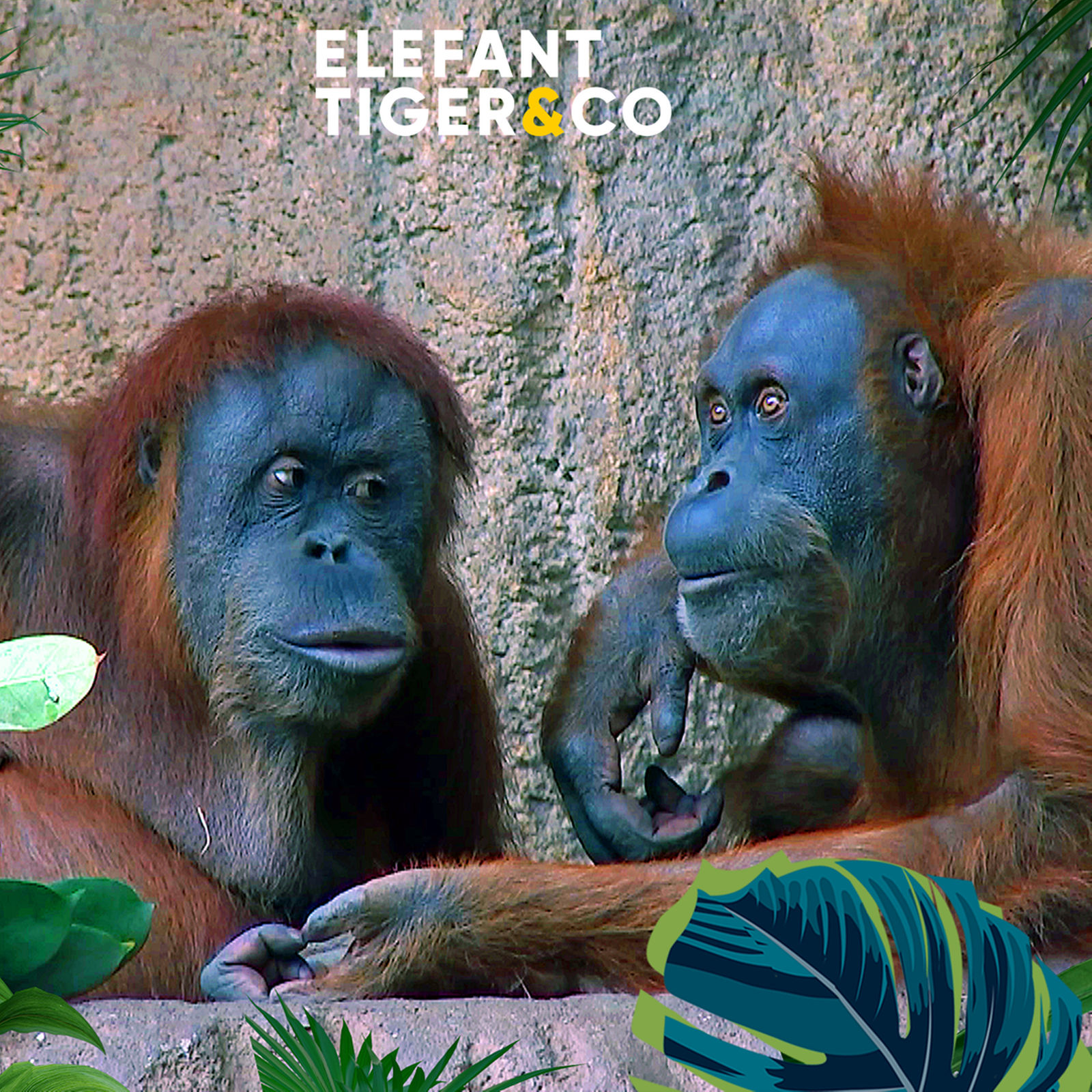 Frischling in der Orang-Gruppe