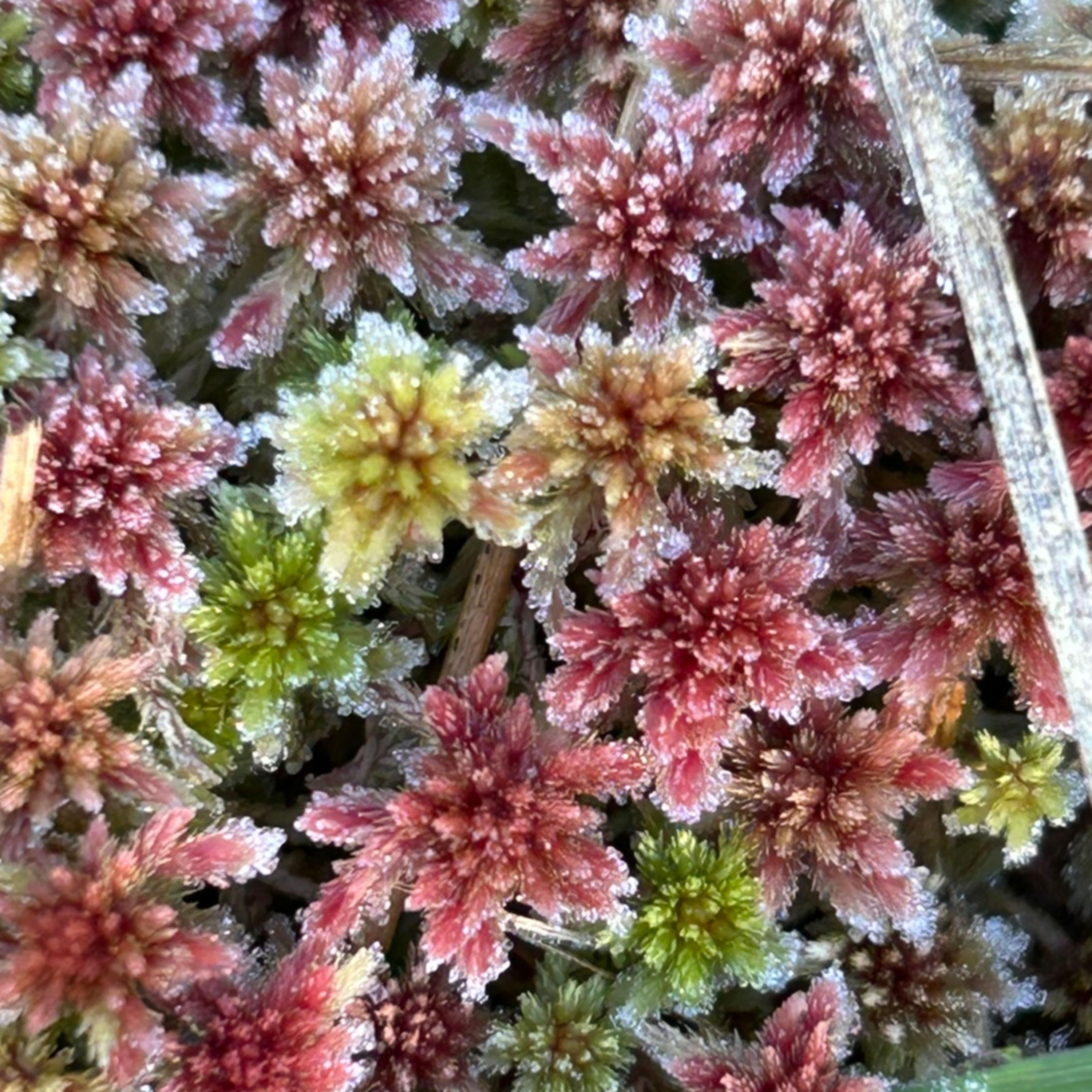 Frostelig kalt, Frostschäden vorbeugen