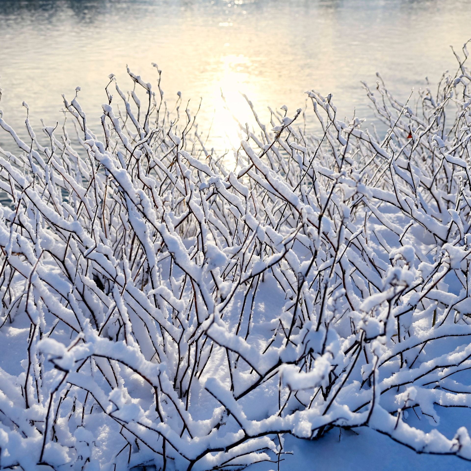 Frostwetter in Deutschland - was bedeutet das für die Natur?