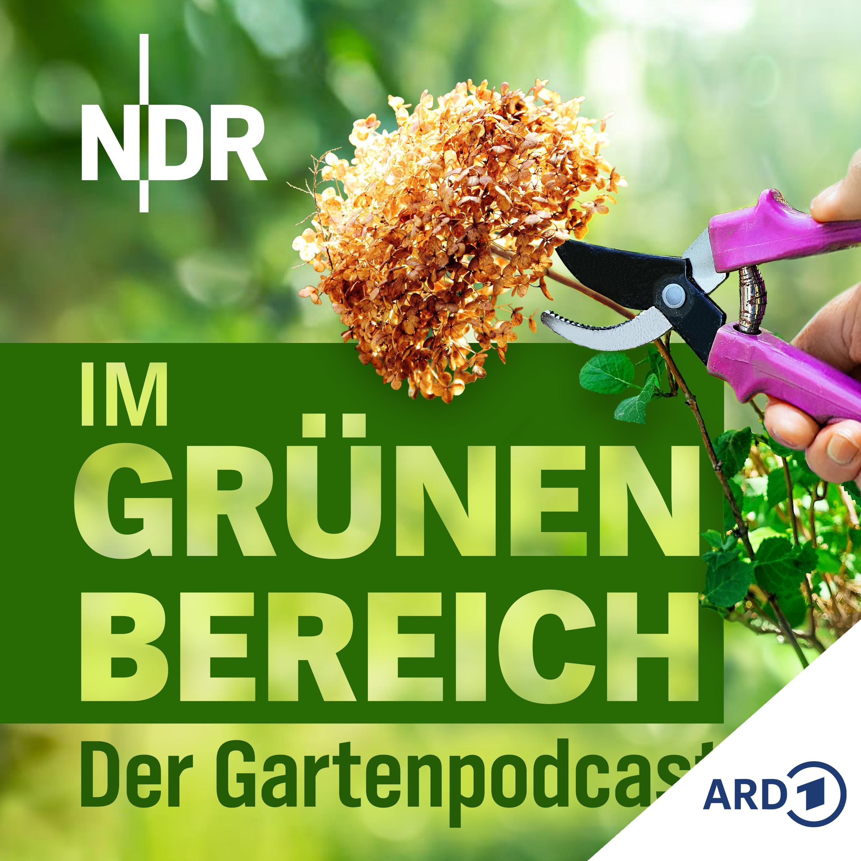Frühlingsschnitt: So schneidet ihr Hortensien, Lavendel und Clematis richtig