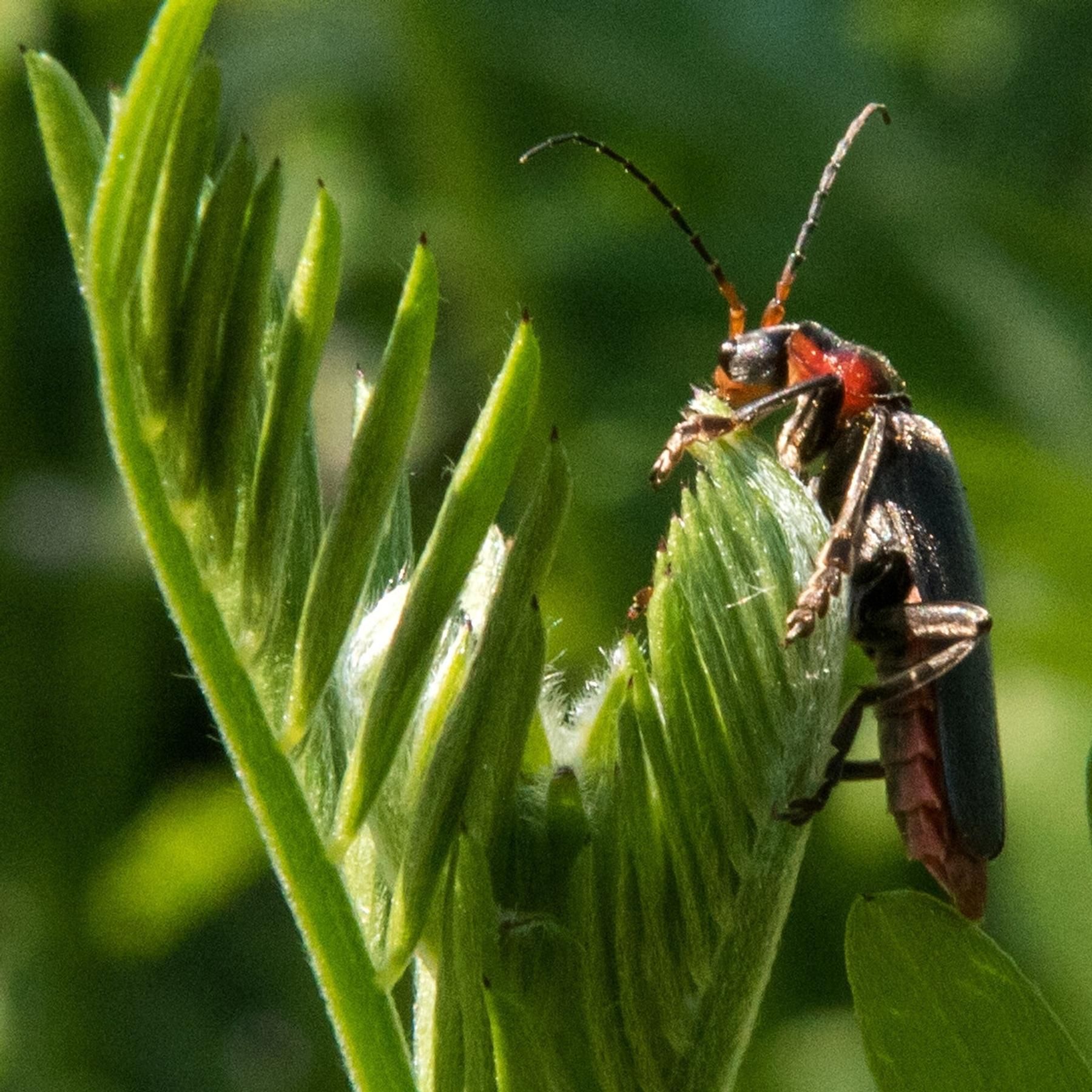 Fühlen Insekten Schmerz? - Ein neuer Blick auf die Sechsbeiner