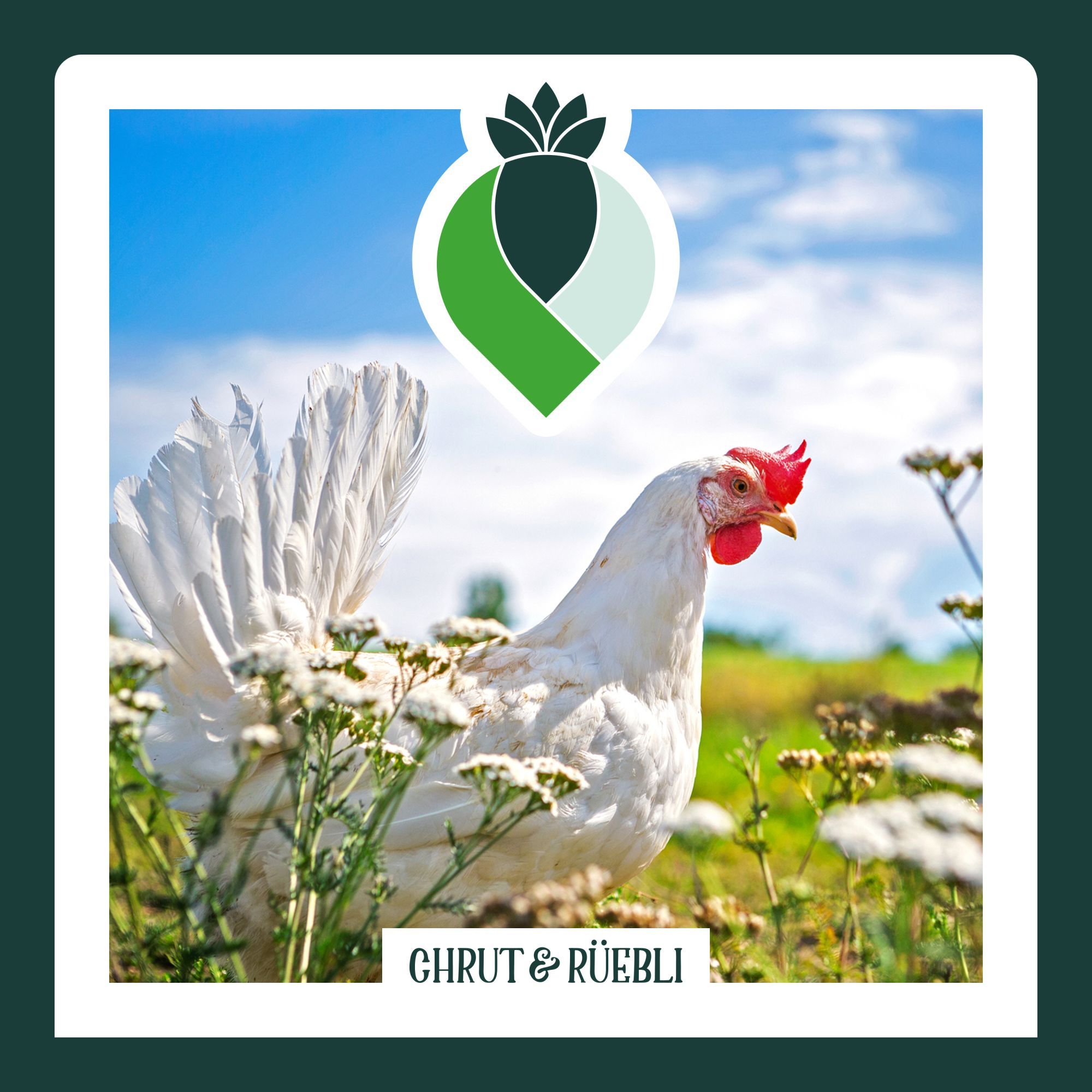 Für diese Eier sterben keine Küken