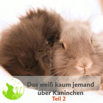 Fun Facts über Kaninchen