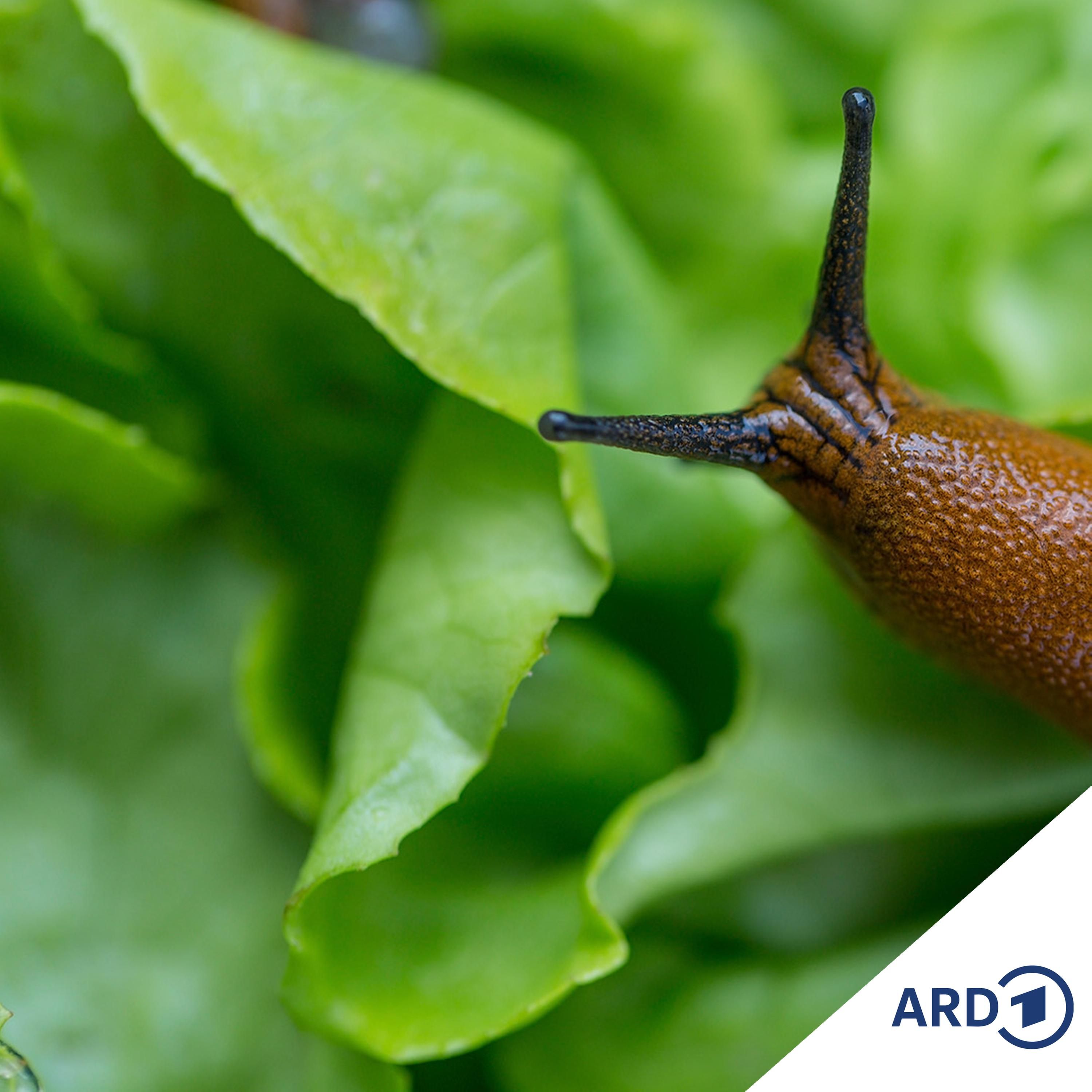 Garten im Herbst: So bekämpfen Sie jetzt Schnecken