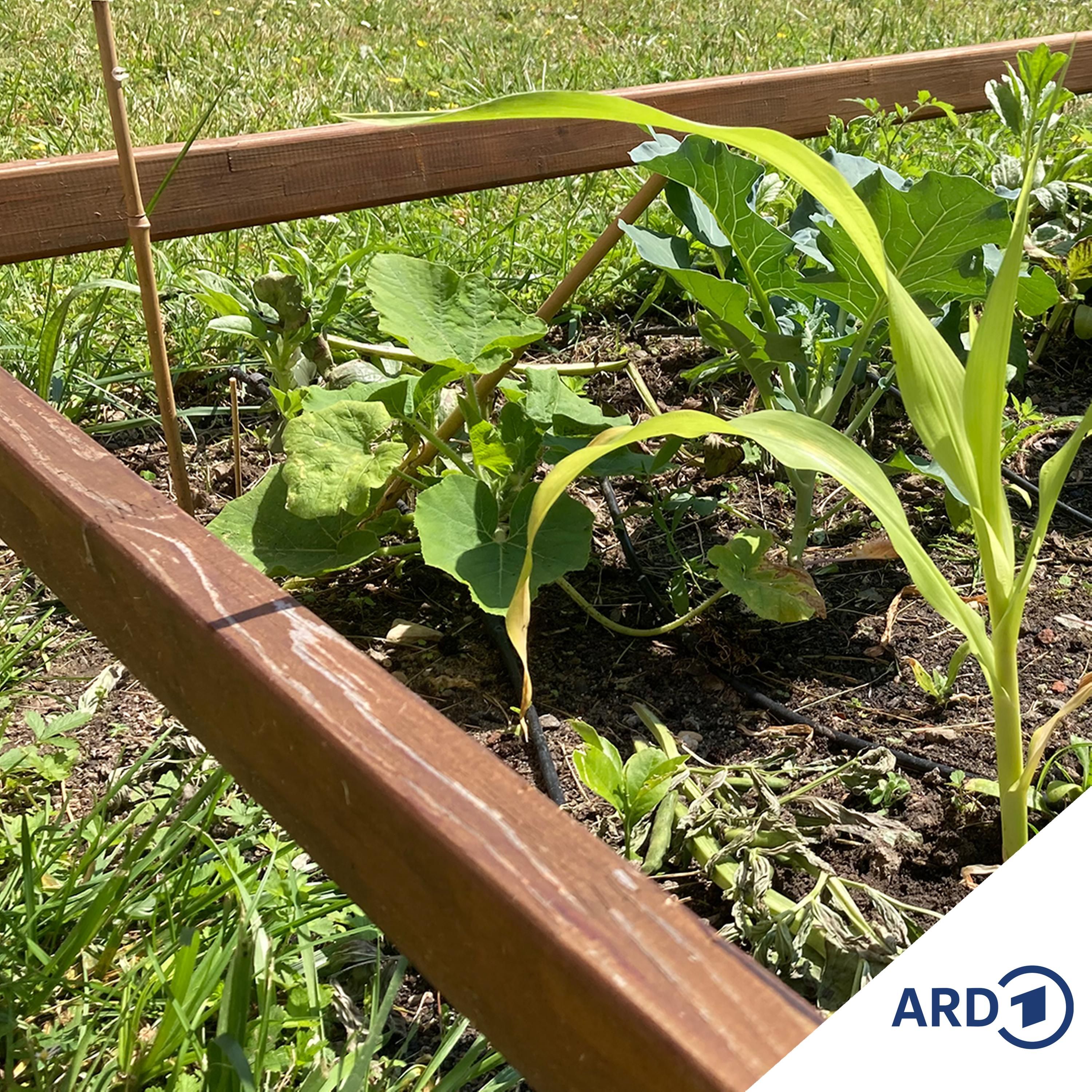 Gartensommer: Zwiebelernte, Ersatz-Mais und ein Kleingartenbesuch