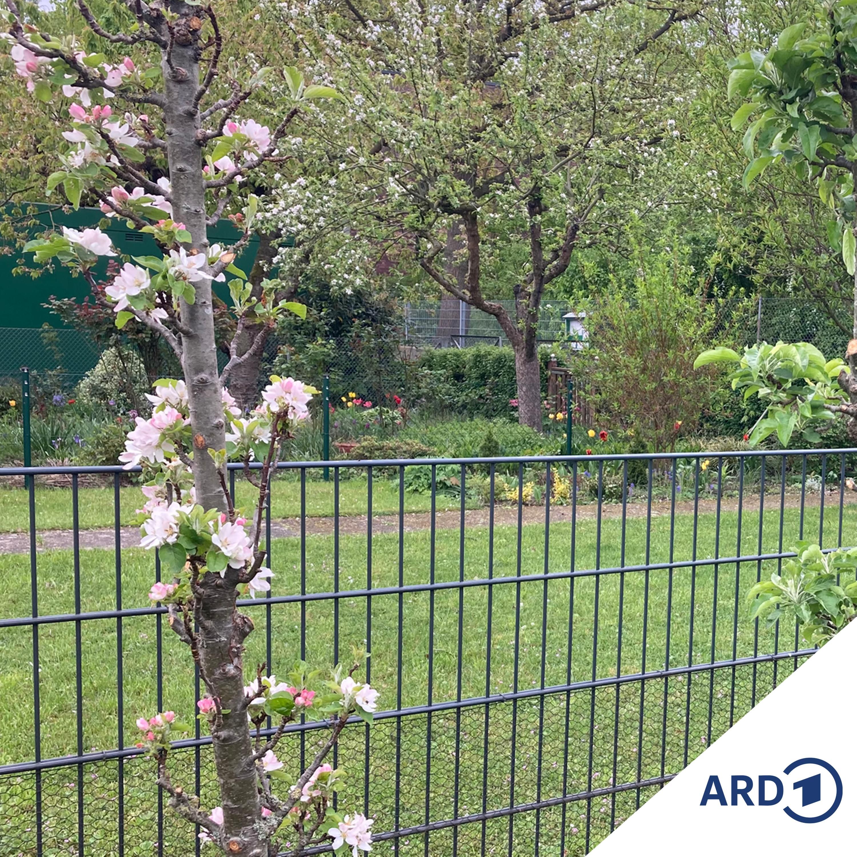 Gartentipps aus dem Lehrgarten: Säulenobst für kleine Beete
