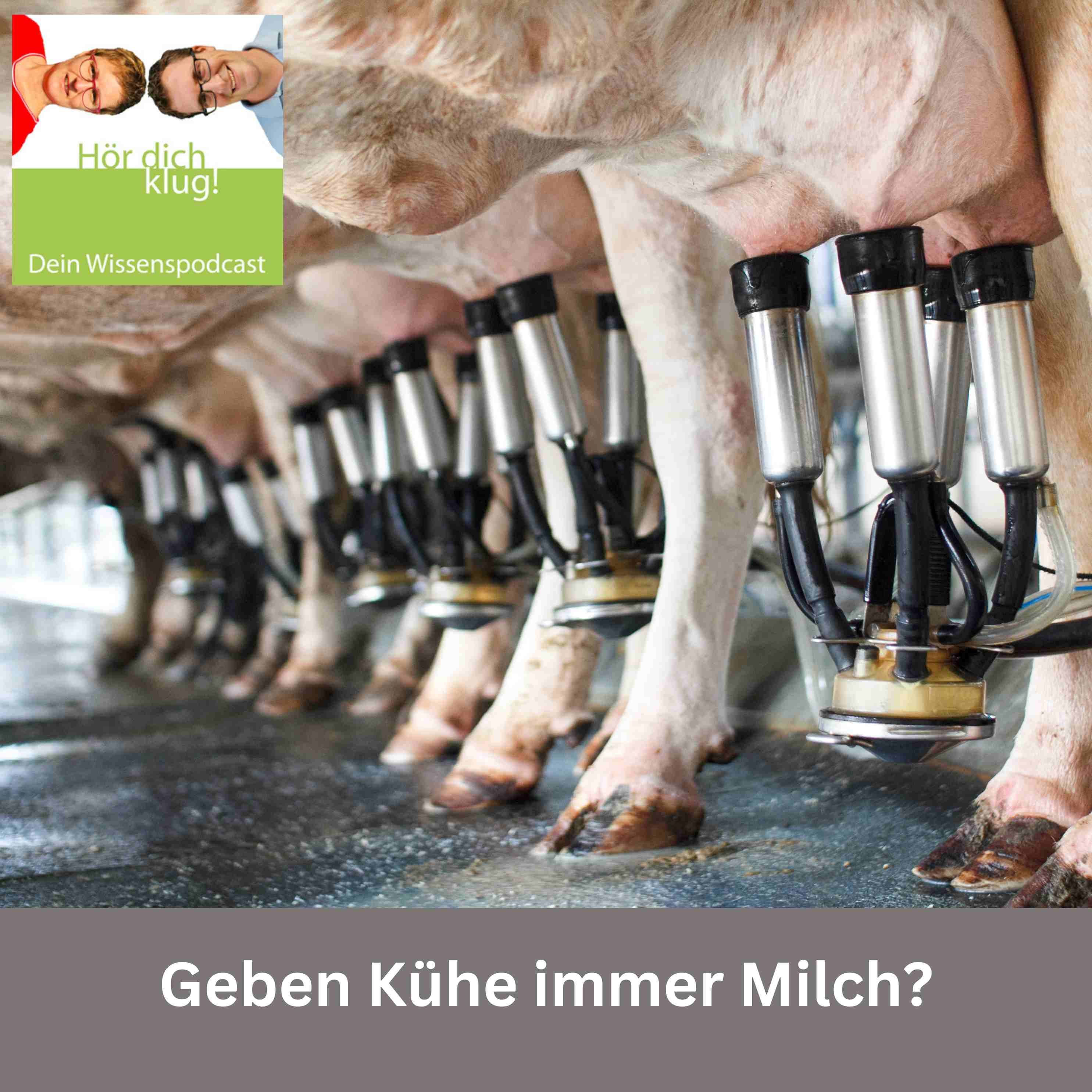 Geben Kühe immer Milch?