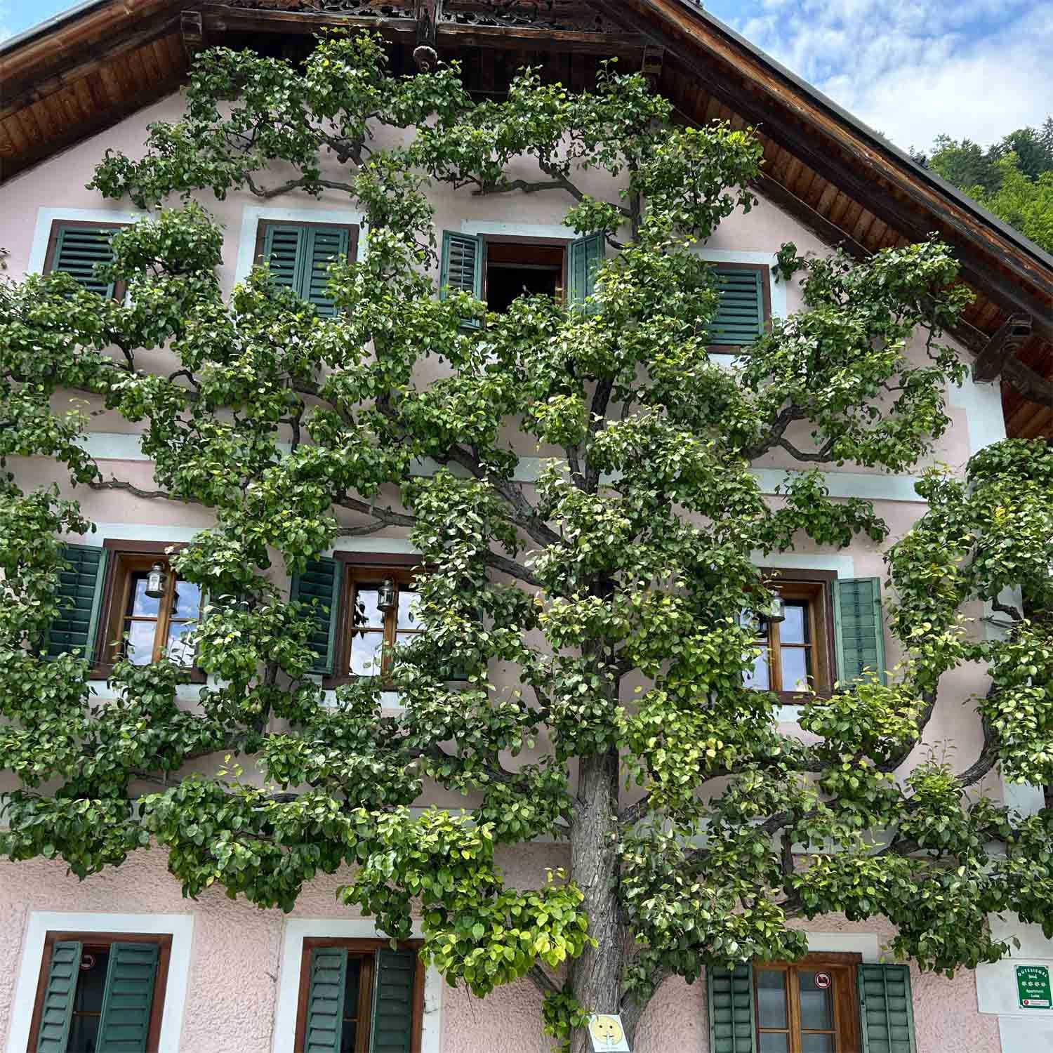 Gedanken zum Spalierbaum