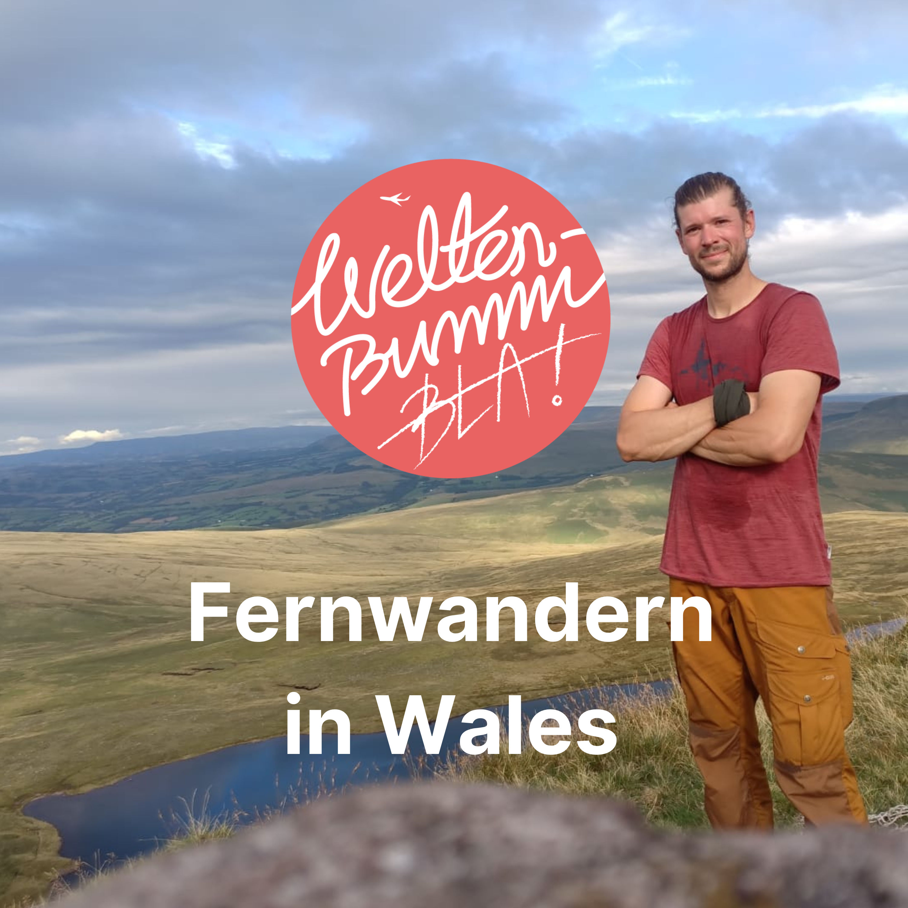 Gefährliche Schafe in Wales?