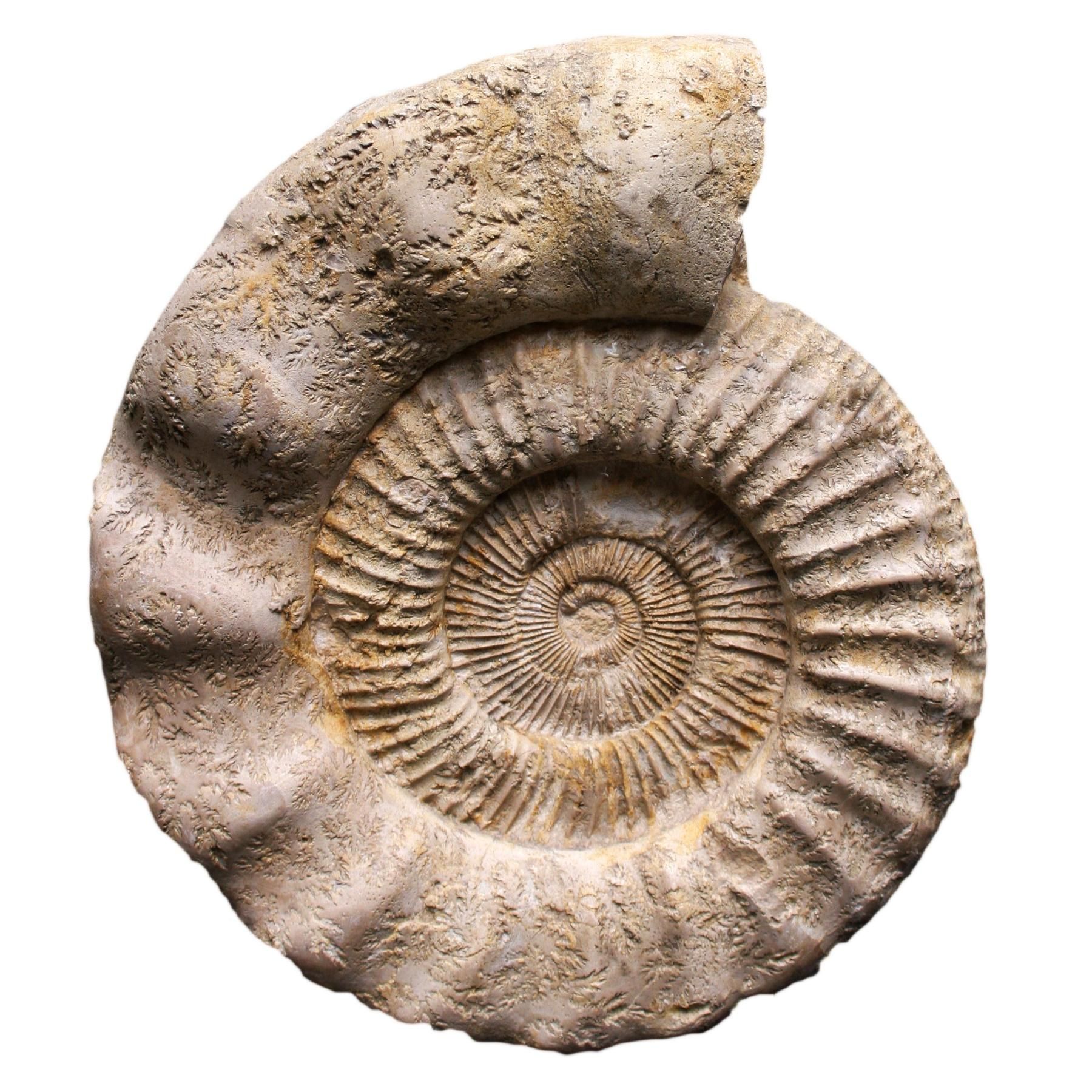 Gefälschte Fossilien – Von Knochenpuzzeln und Gipsgestein