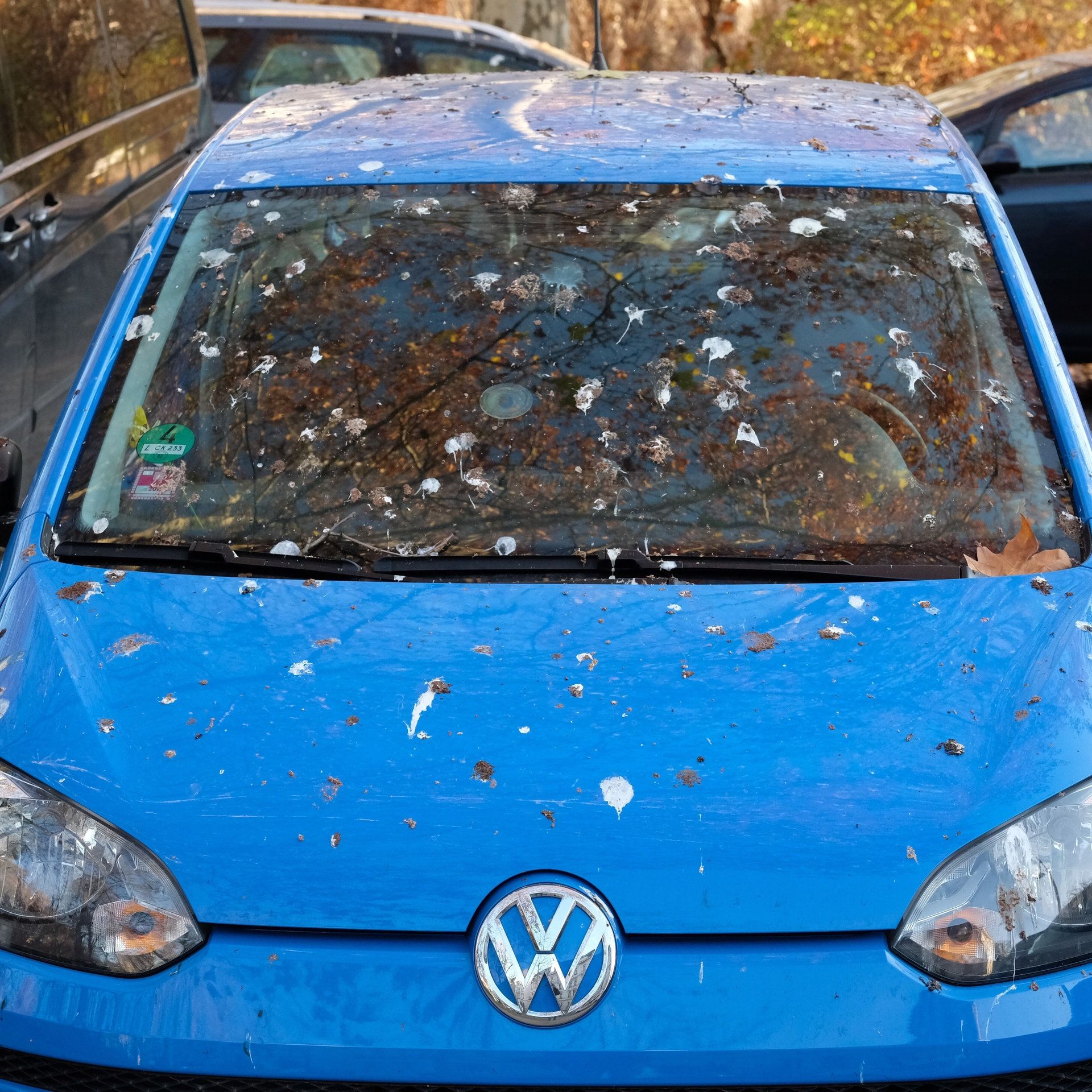Gefahr aus der Luft: Diese Autos beschmutzen Vögel am liebsten