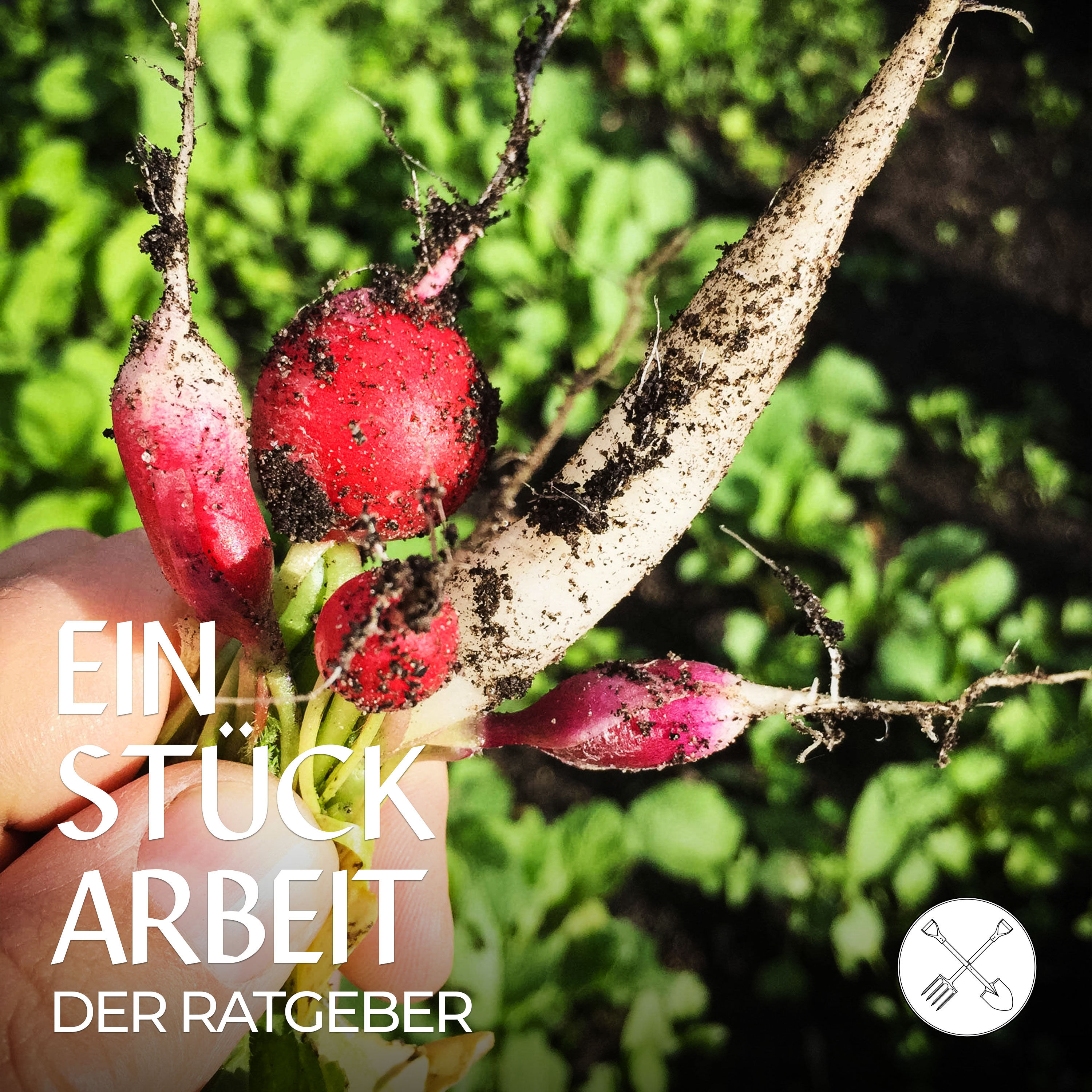 🥬 Gemüse anbauen für Anfänger: sieben Lieblinge für die Direktsaat