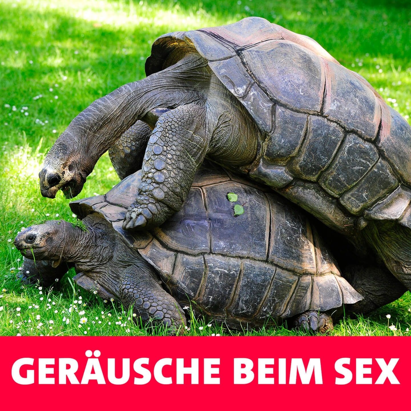 Geräusche beim Sex – zwischen Quietschen und Wolfgeheul