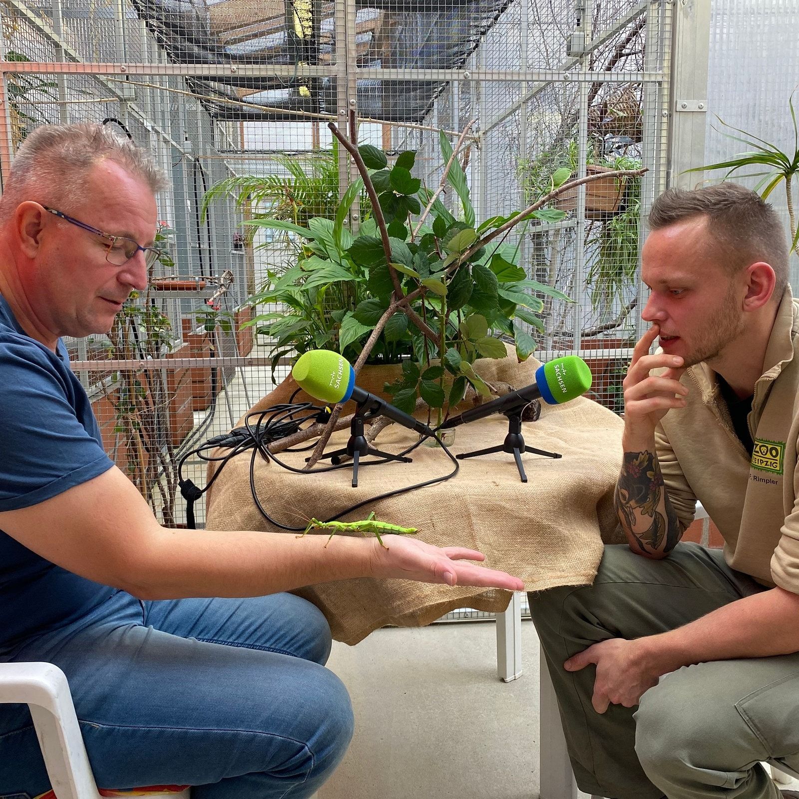 Gespenstschrecken - die "unsichtbaren" Insekten