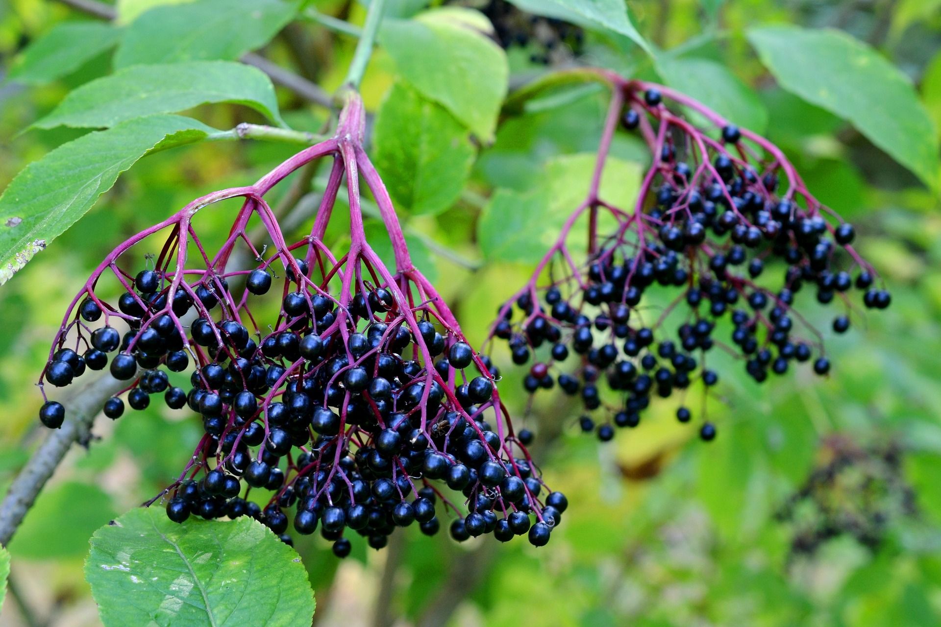 Gesund mit heimischen Heimpflanzen