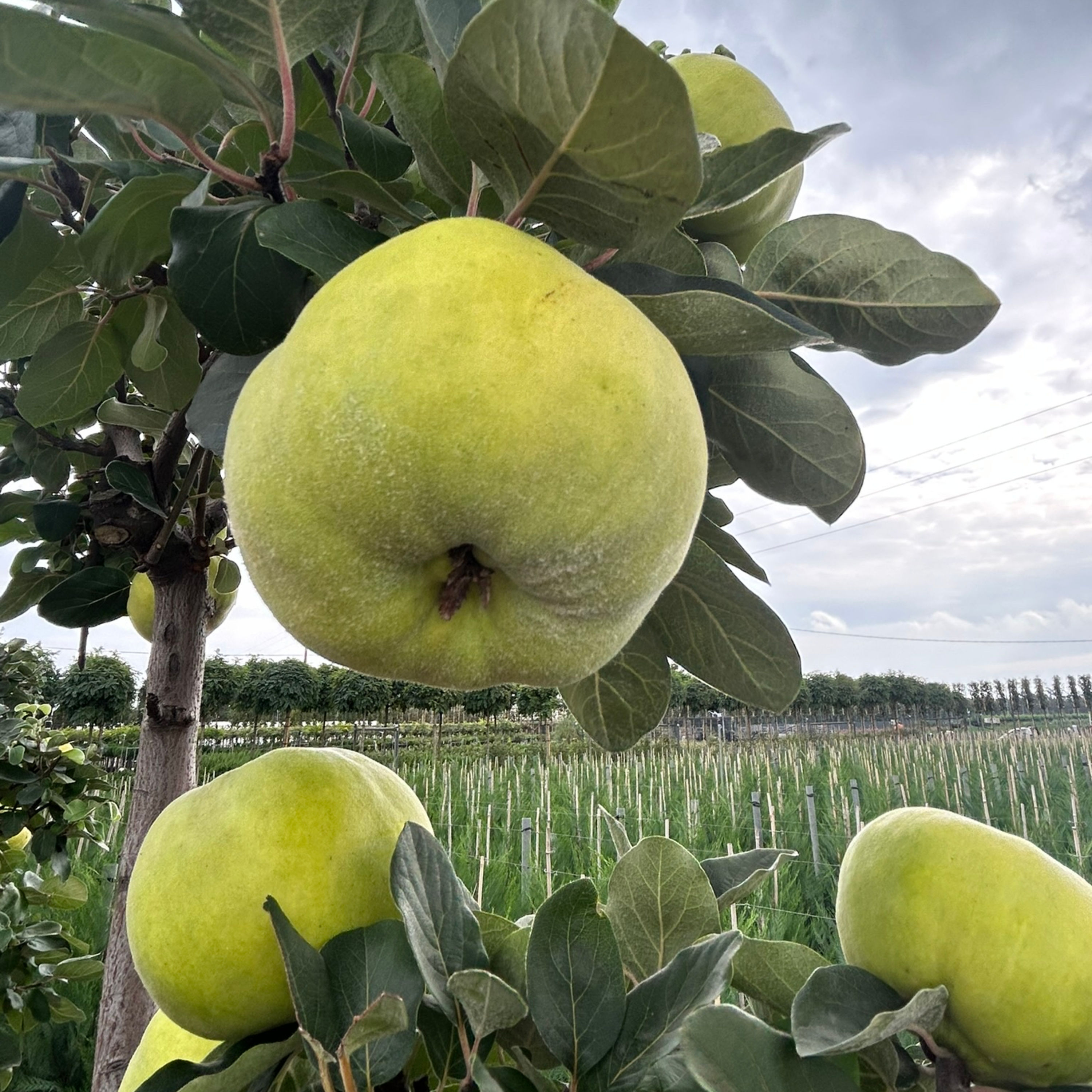 Gesunde Wurfgeschosse aus dem Garten