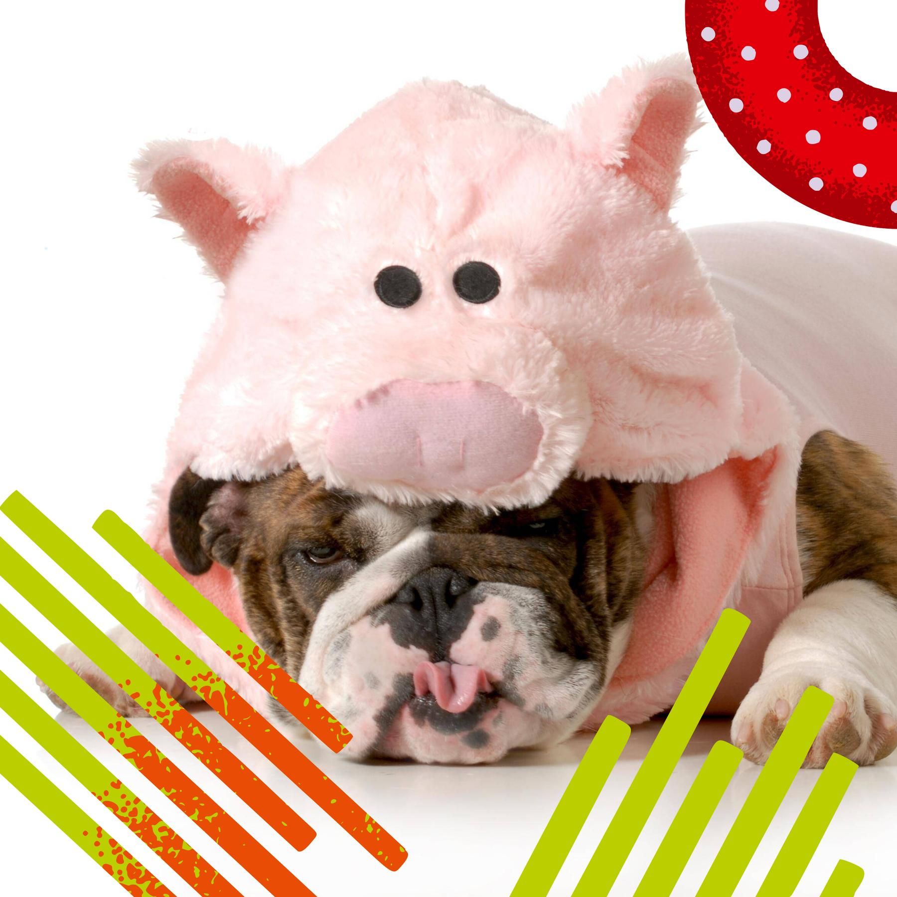 Gewohnheiten ändern – Wie wir den inneren Schweinehund überwinden