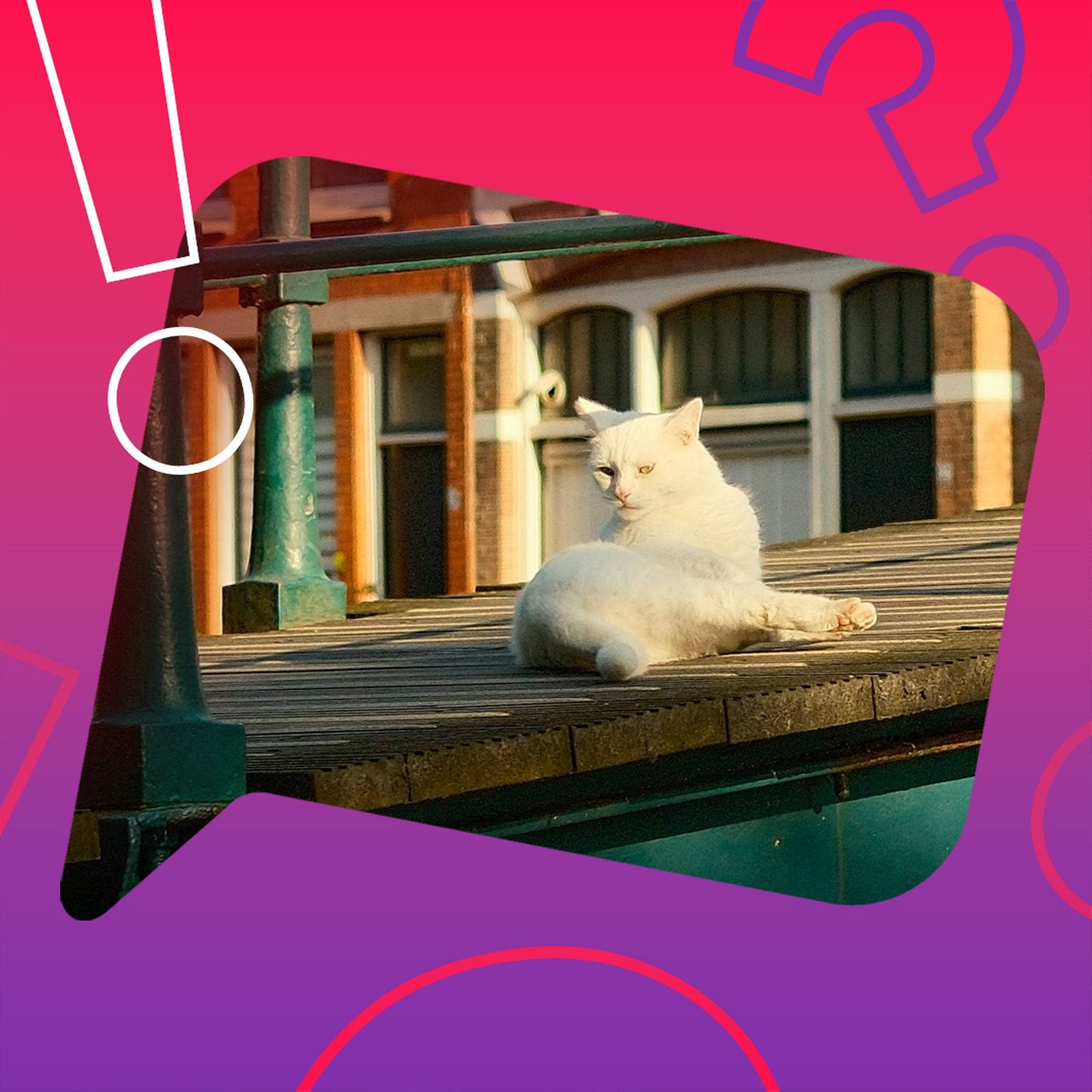 Gibt es in Amsterdam Katzentreppen?