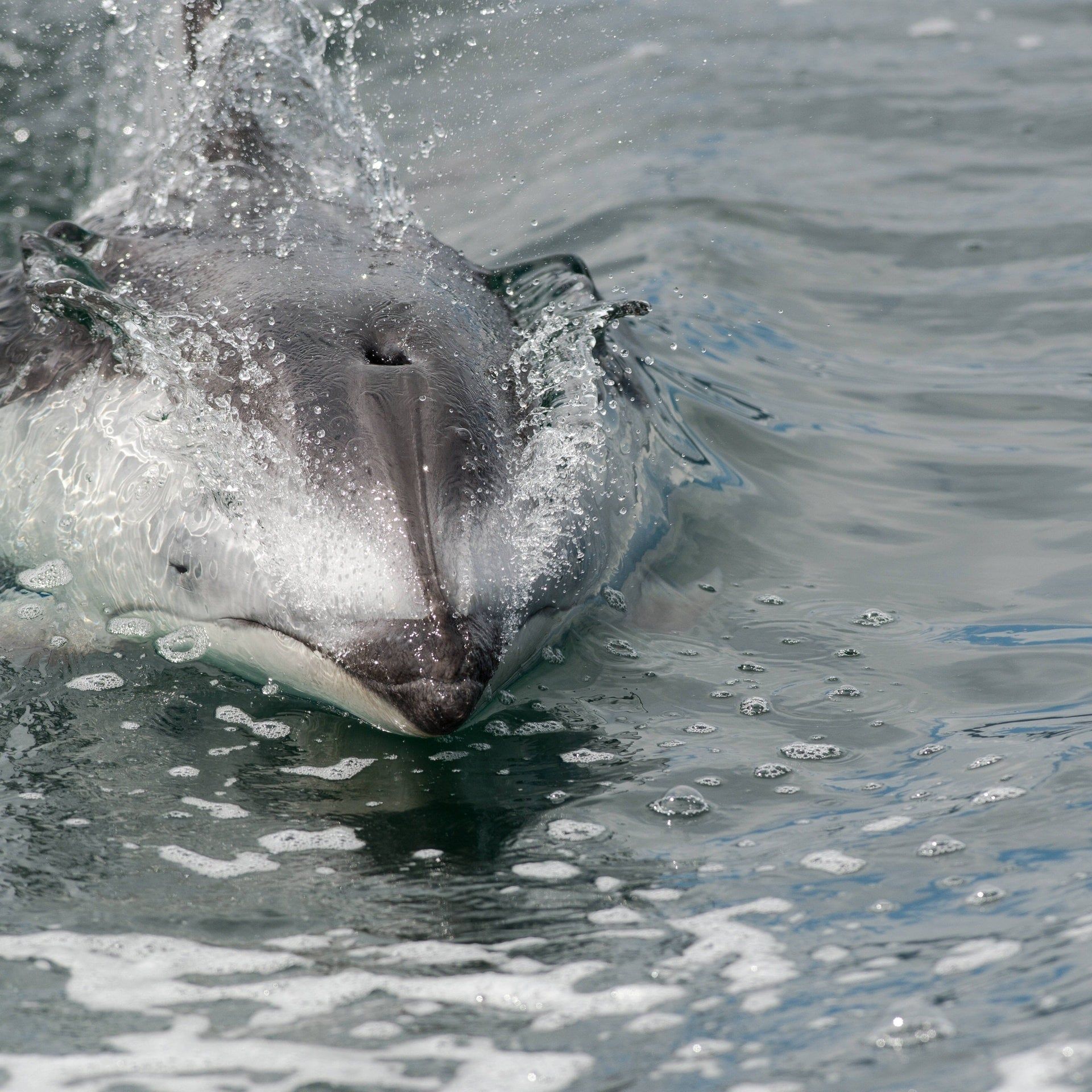Gibt es Tiere mit nur einem Nasenloch?