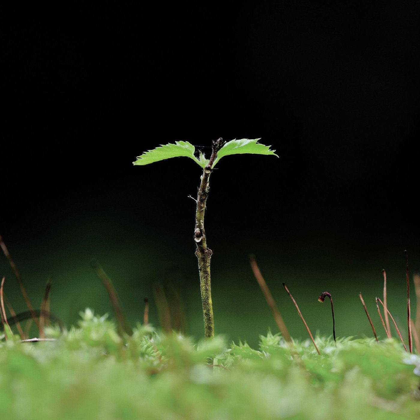 Giovanni Maio: Verletzlichkeit
