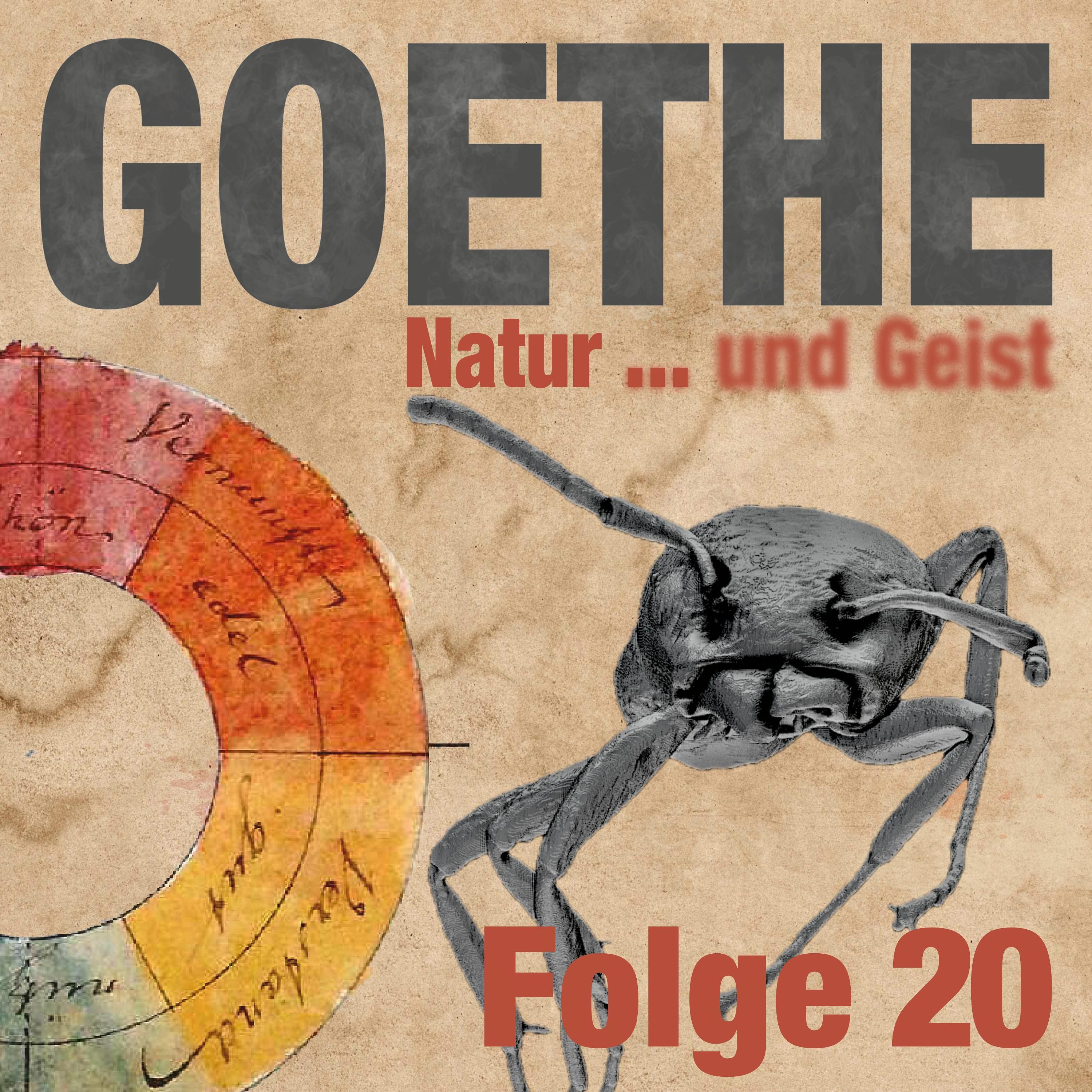 Goethes Ameise in Goethes Bernstein, 40 Mio. Jahre alt