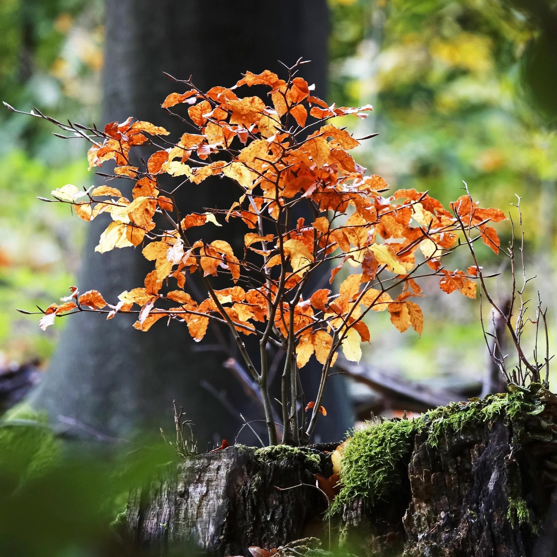 Goldener Oktober - Blattfärbung und Laubbläser