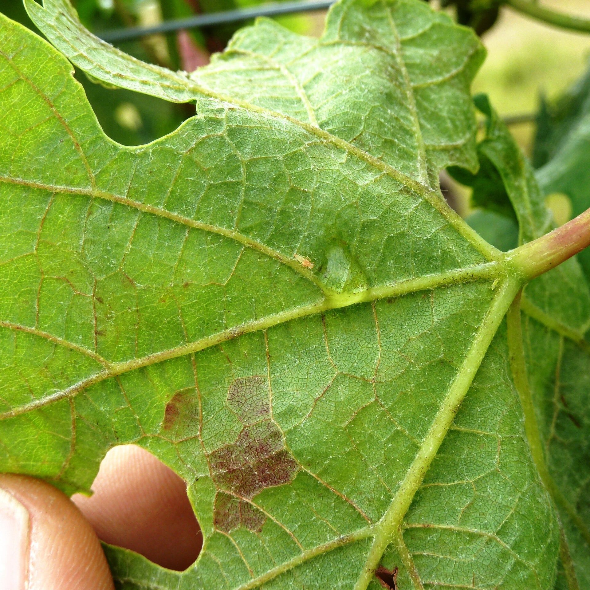 Goldgelbe Vergilbung: Neue Rebkrankheit im Südwesten