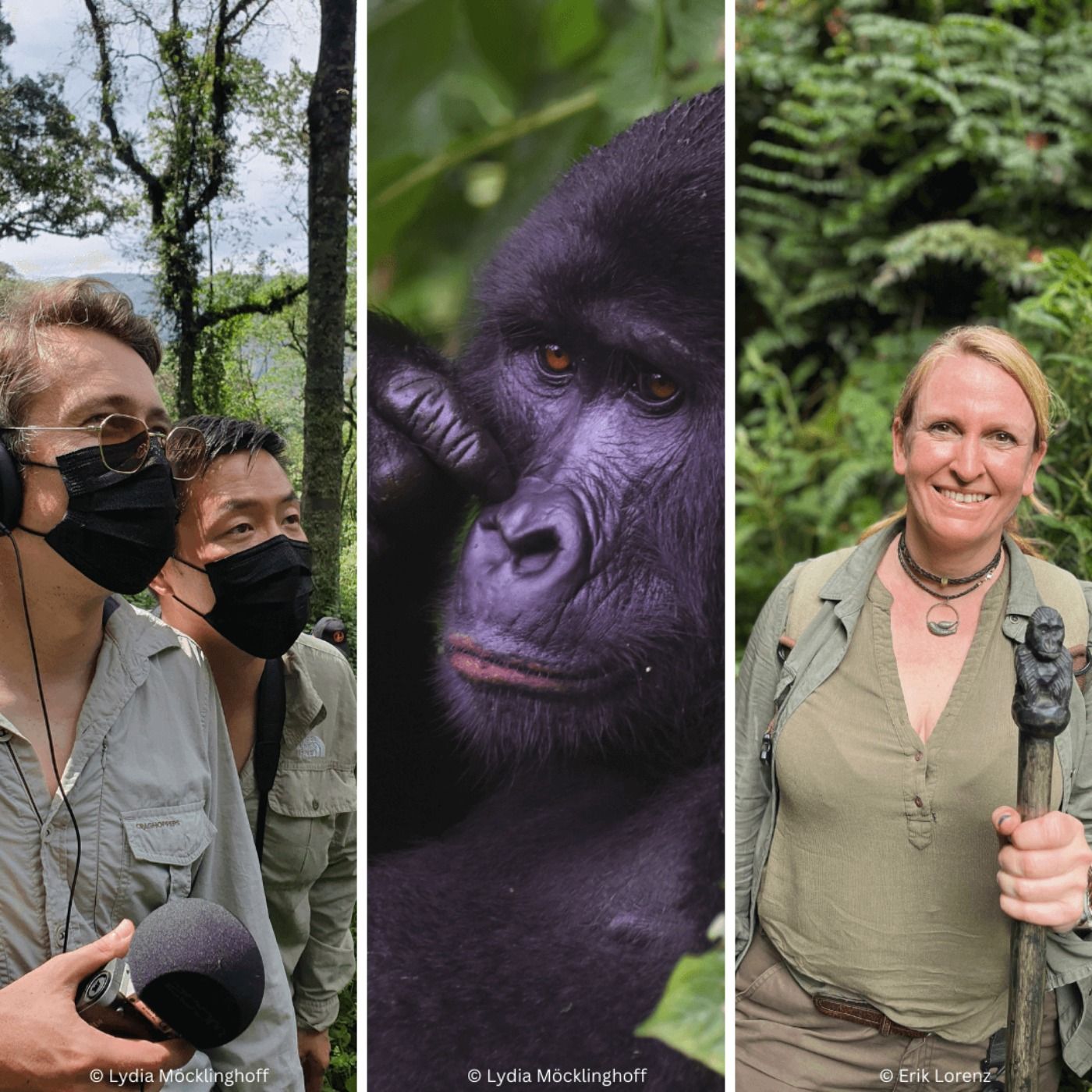 Gorilla-Trekking in Uganda – Begegnung mit den Berggorillas im Bwindi-Nationalpark | Reportage mit Lydia Möcklinghoff und Erik Lorenz | WW439