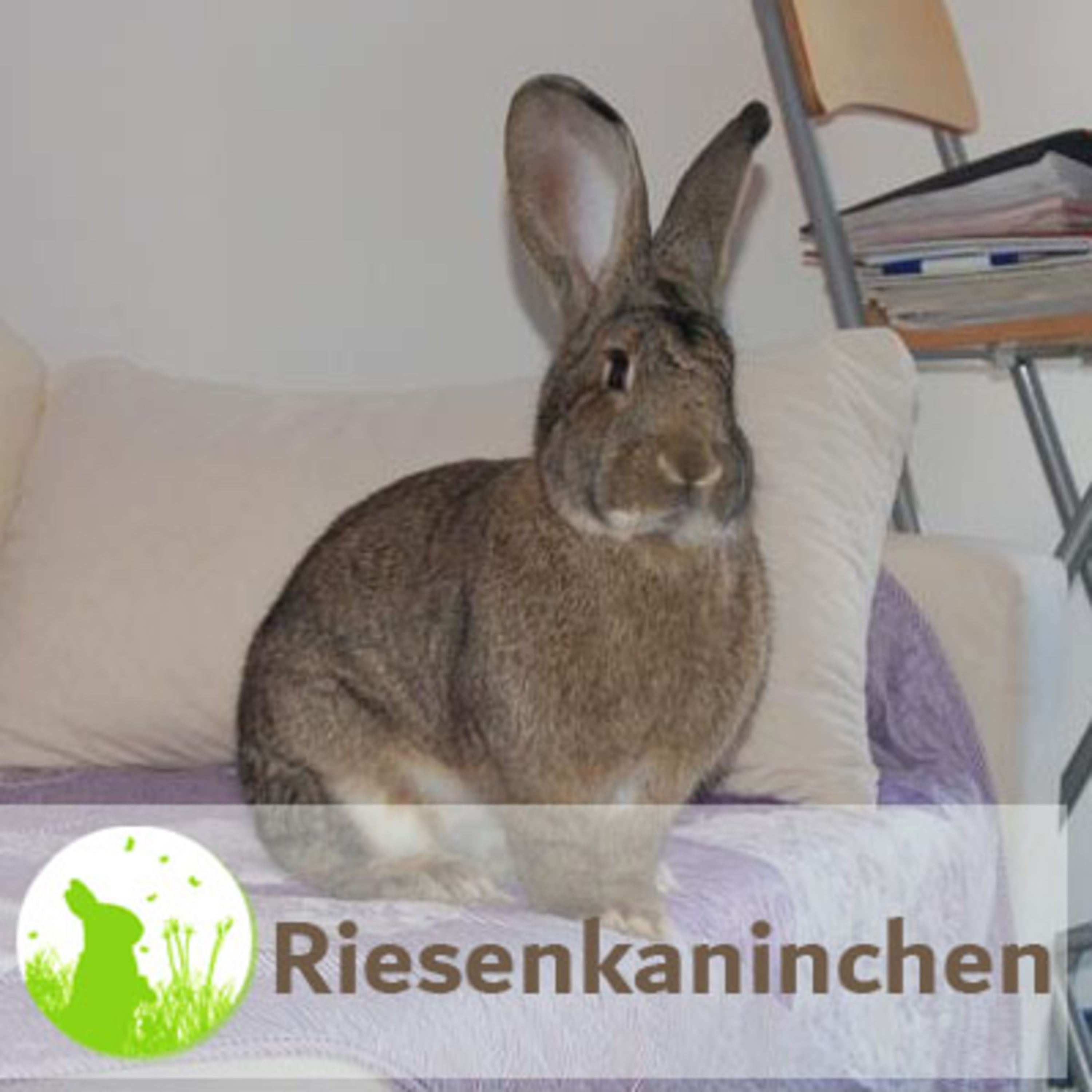 Große Rassen - Kaninchen mit Charakter