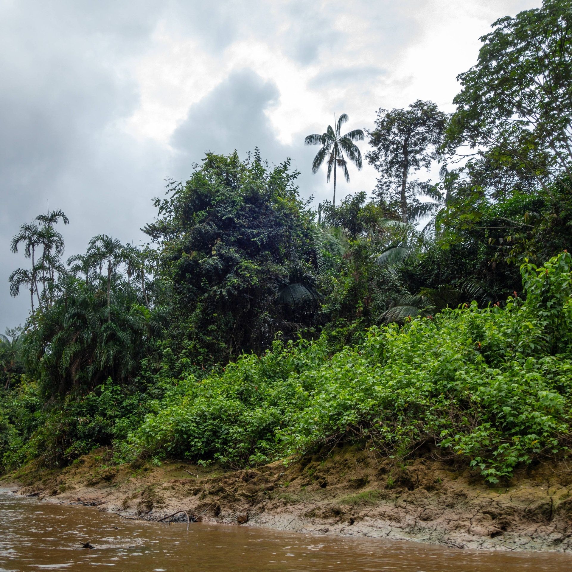 Grüne Lunge aus der Puste: Warum der Regenwald plötzlich mehr CO2 ausstößt als er aufnimmt