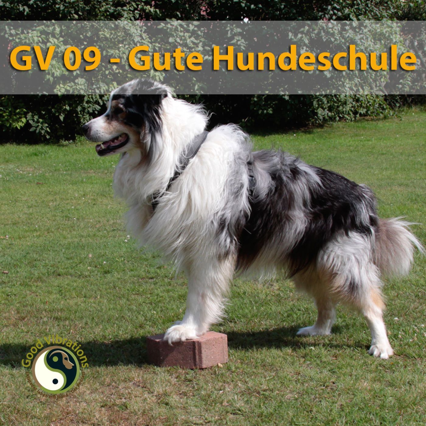 GV 09_Wie man eine gute Hundeschule findet