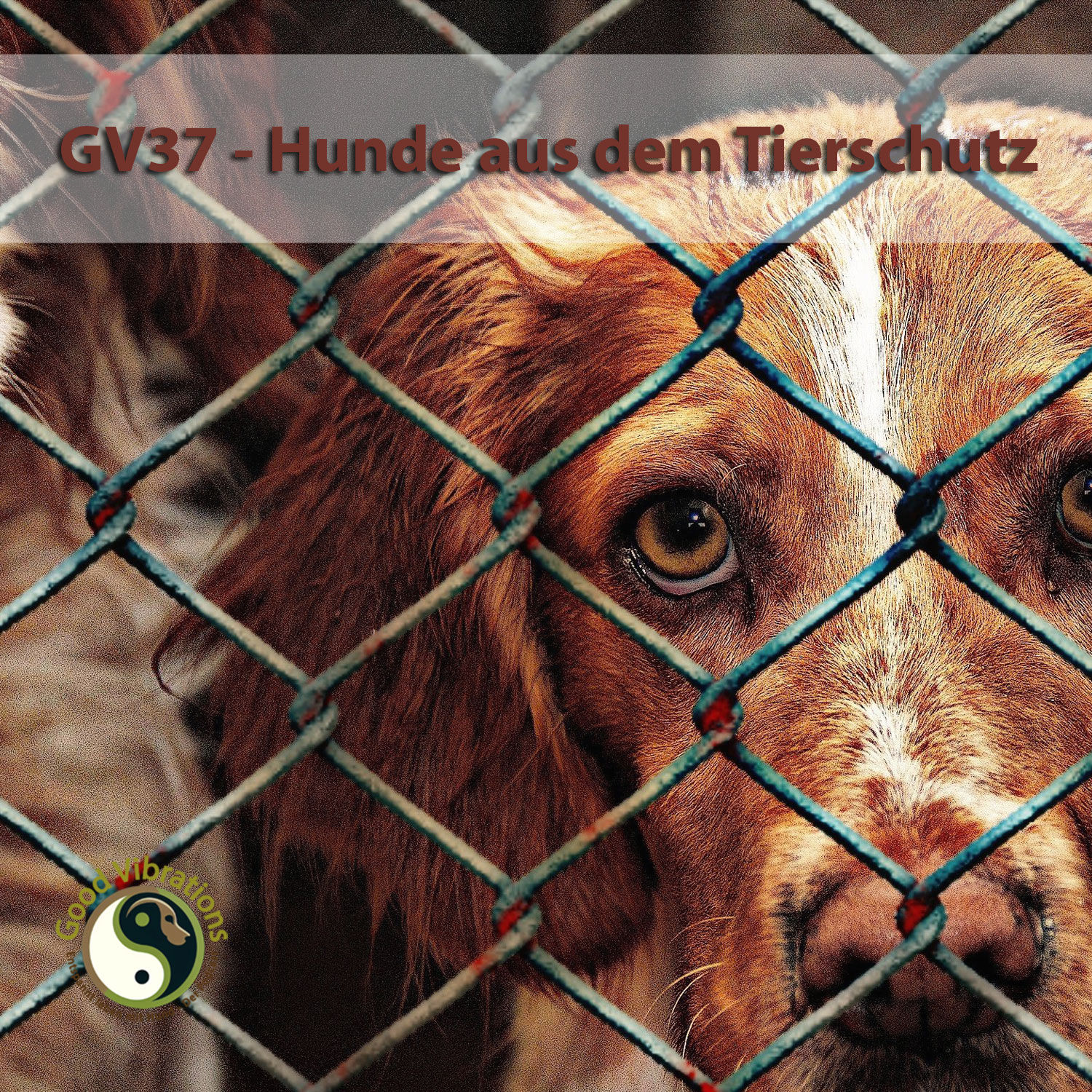 GV 37_Tierschutzhunde