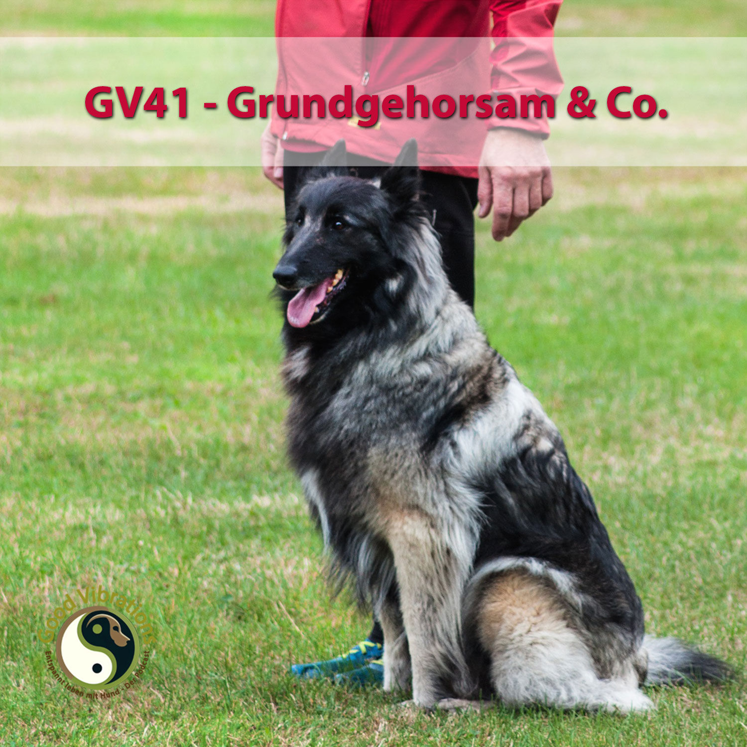 GV 41_Grundgehorsam
