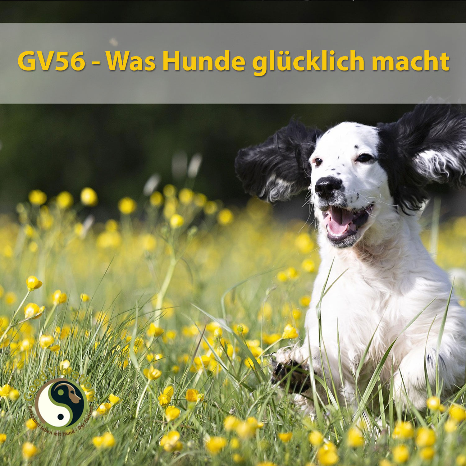 GV 56_Was Hunde glücklich macht