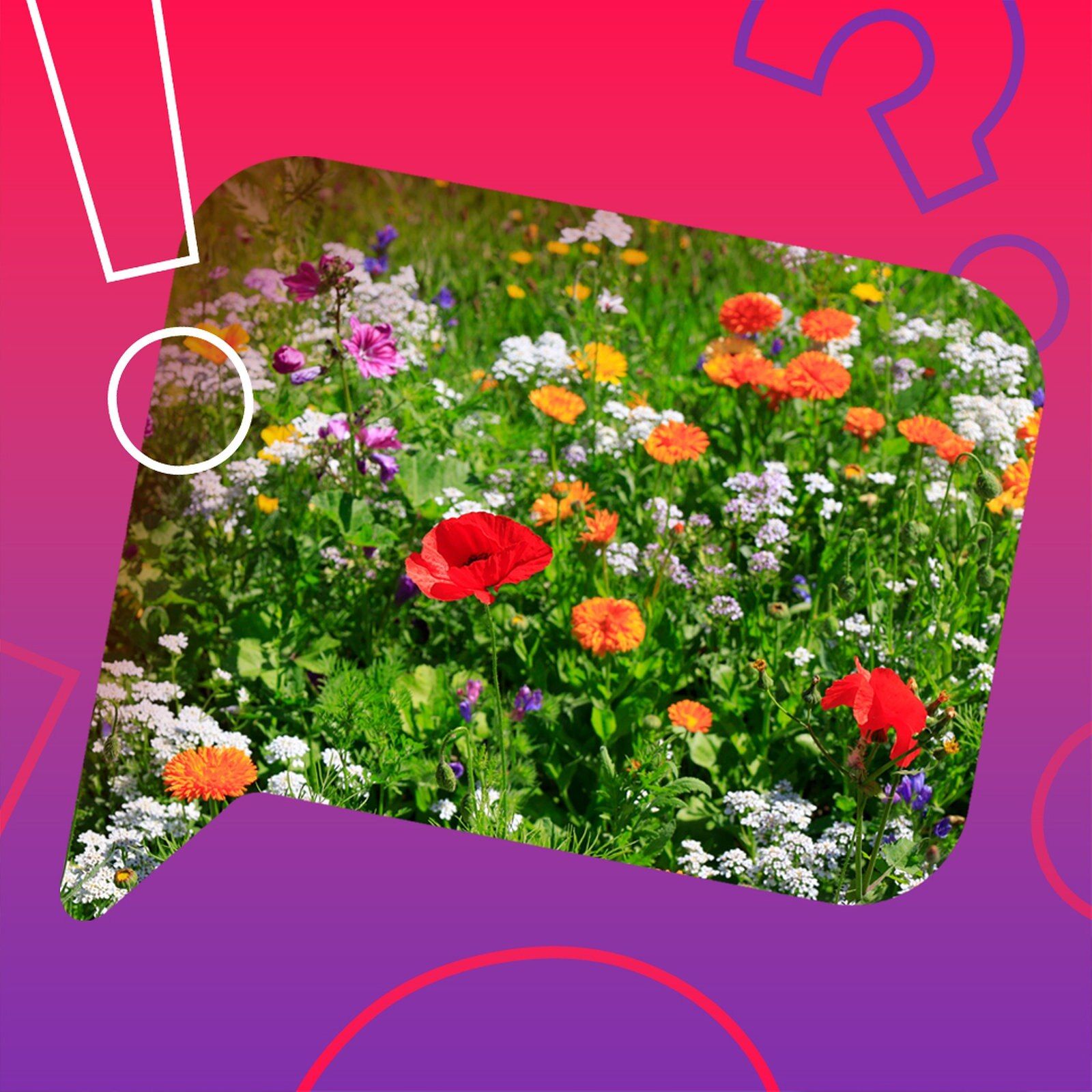 Haben Blumen Öffnungszeiten?