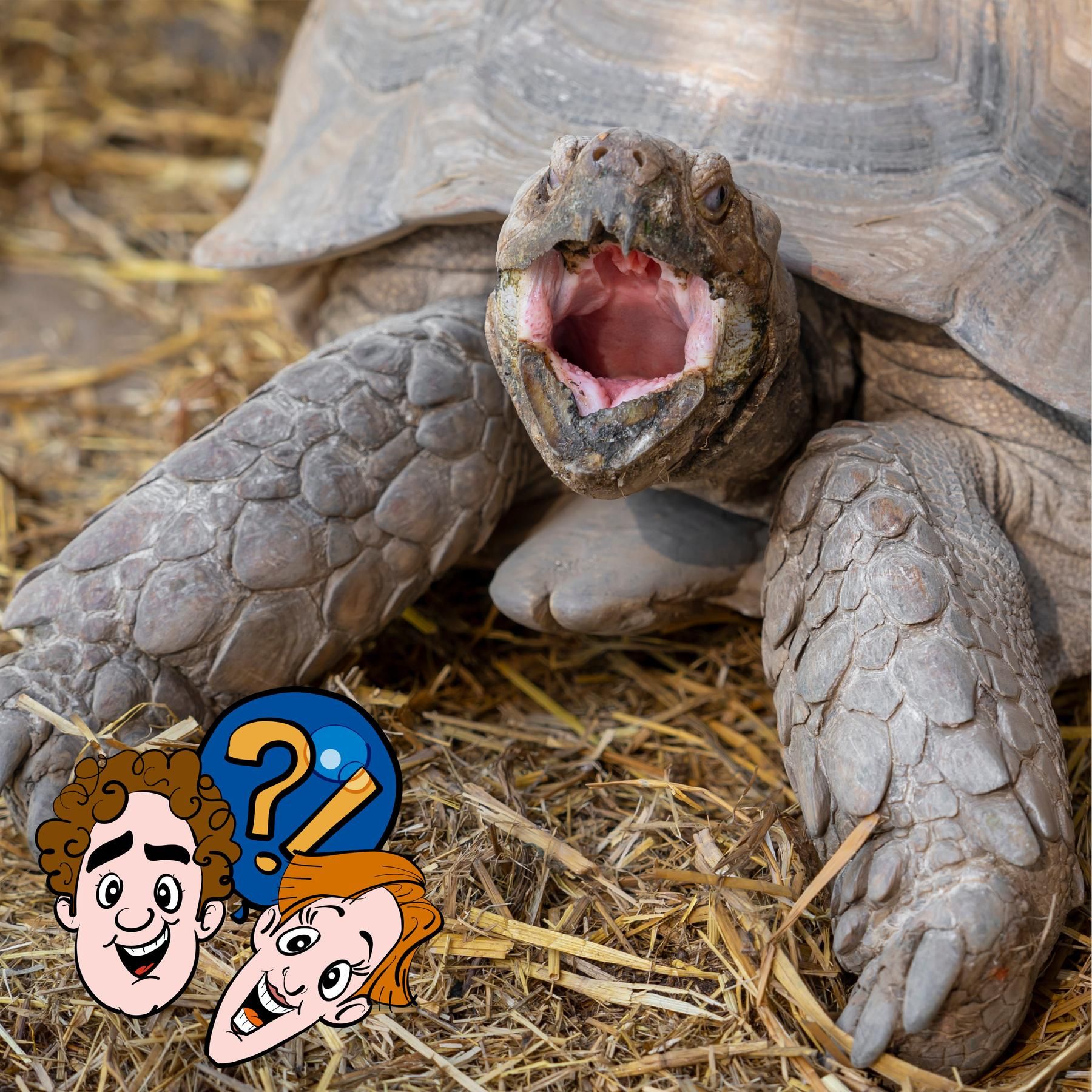 Haben Schildkröten Mundgeruch?