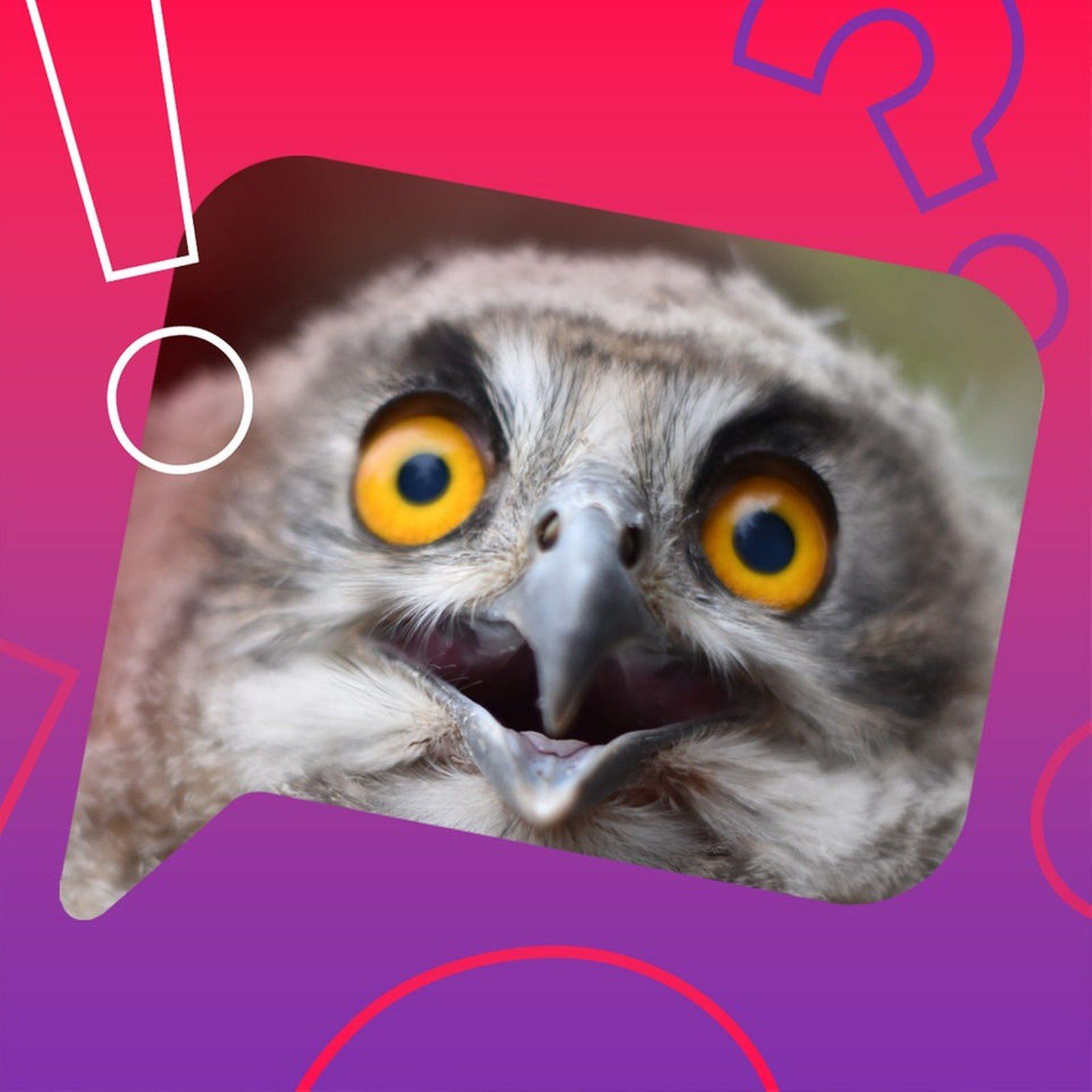 Haben Tiere einen Dialekt?