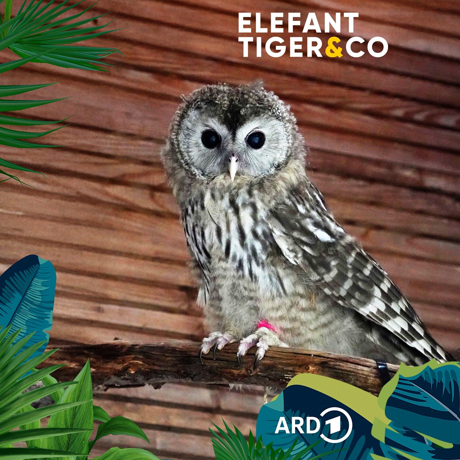 Habichtskauz - lautloser Jäger